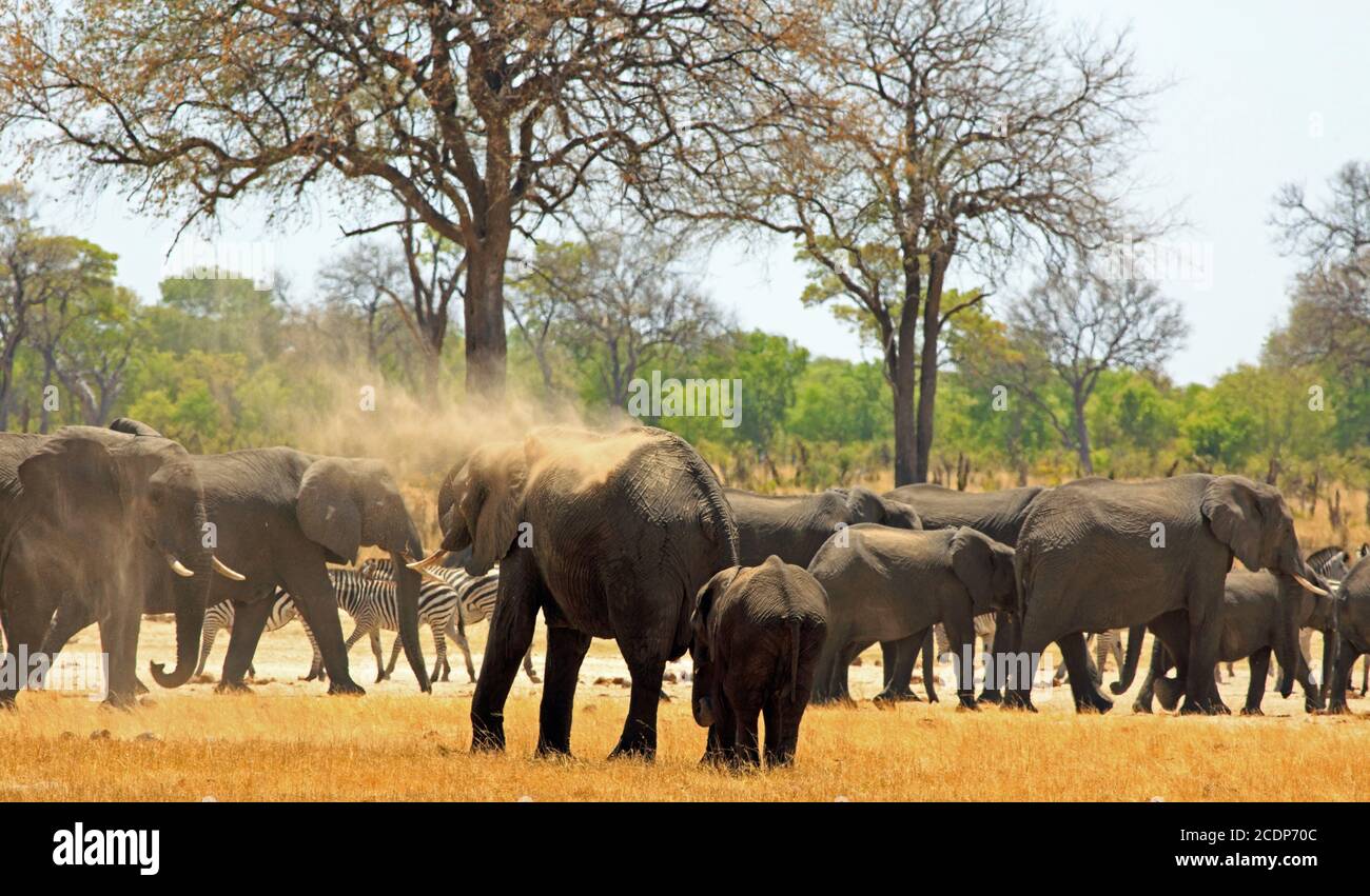 Mandria di elefanti e zebra sulle pianure africane. Alcuni elefanti spruzzano polvere su se stessi per raffreddare il Parco Nazionale di Hwange, Zimbabwe Foto Stock