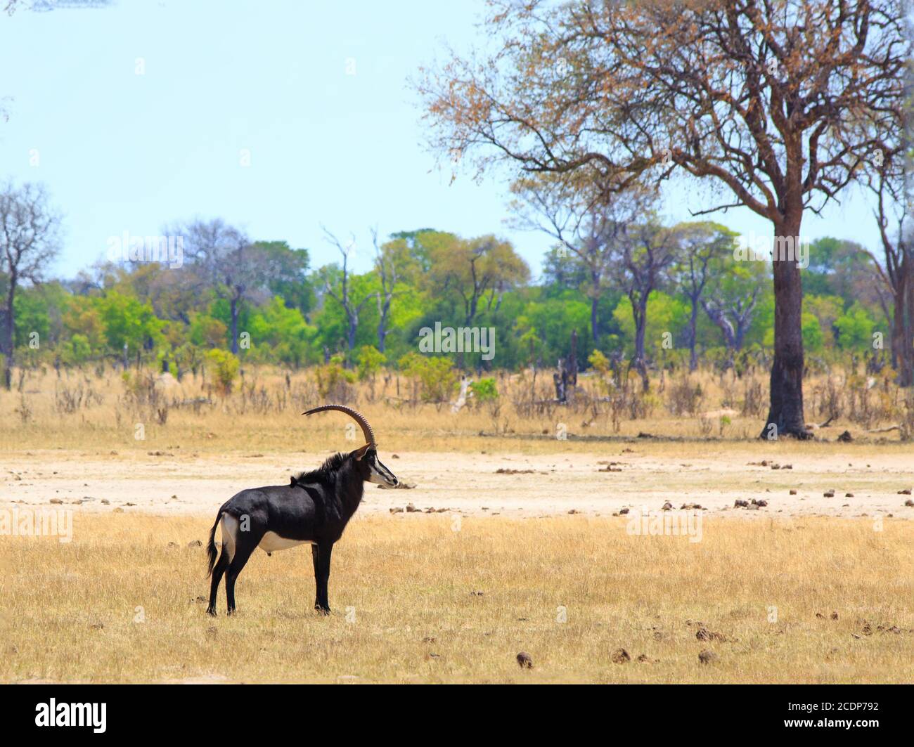 Maschio Sable Antelope in piedi sulle pianure africane aperte nel Parco Nazionale di Hwange, Zimbabwe Foto Stock