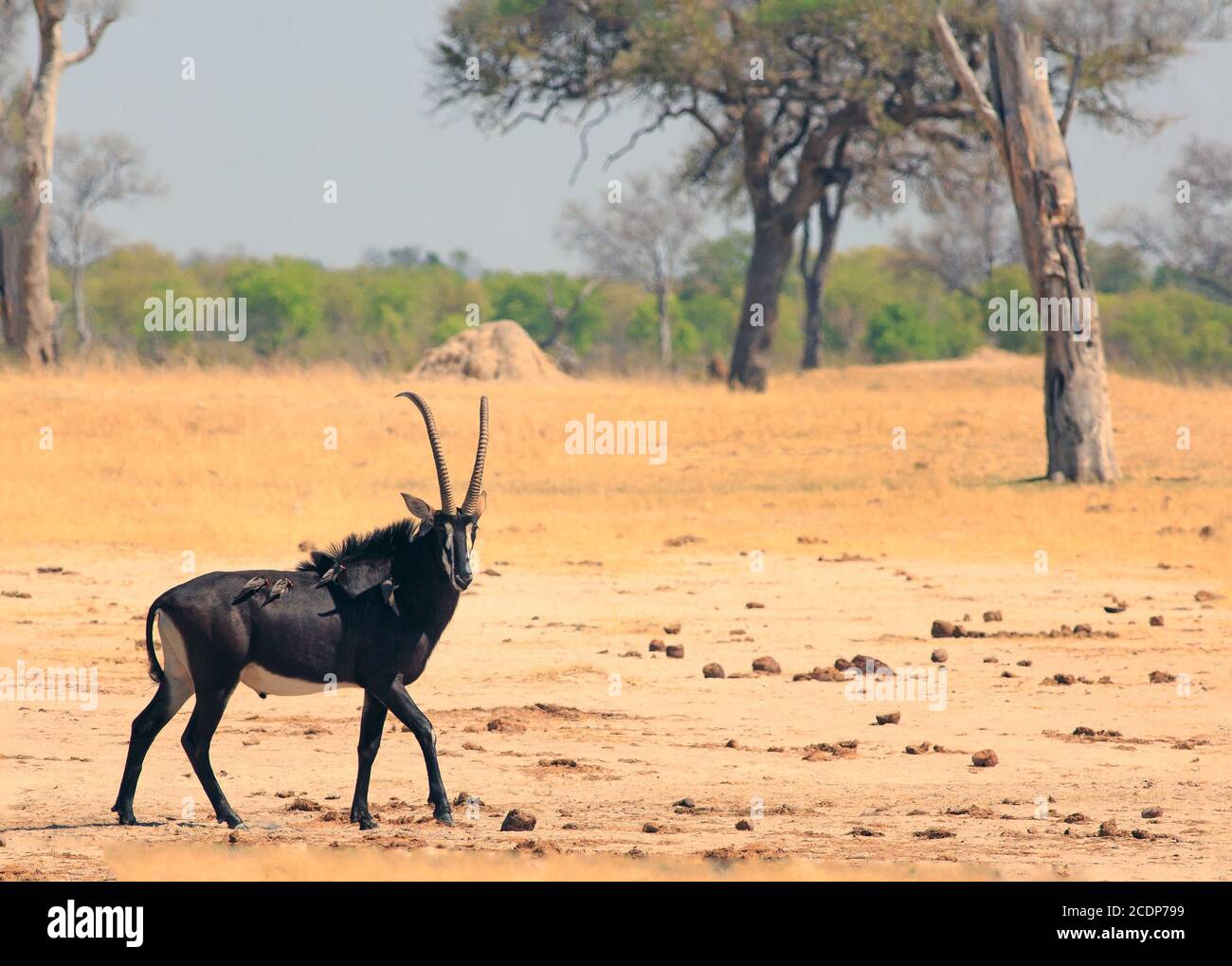 Sable Antelope che si trova sulle pianure africane con un albero di sfondo naturale - Hwange National Park, Zimbabwe Foto Stock