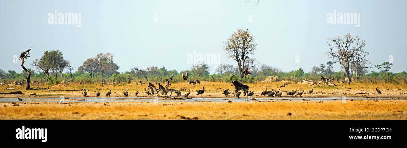 Panorama di un waterhole ricco d'azione con antilope sable che insegue via gli avvoltoi, alcuni di loro sono in volo. Foto Stock