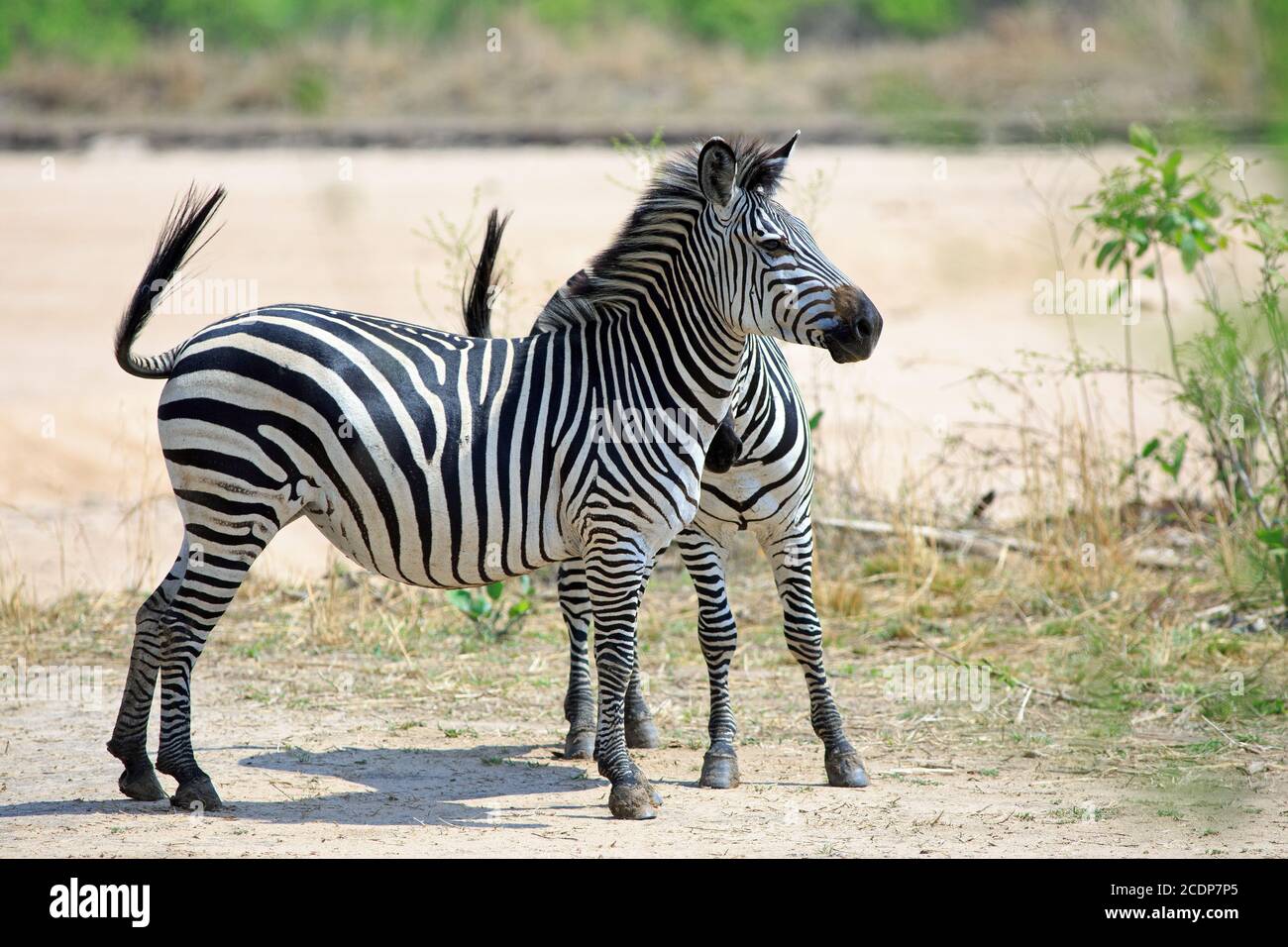 Due Chapman Zebras (Equus quagga Chapmani) stanno guardando allerta sulle pianure nel South Luangwa National Park, Zambia Foto Stock