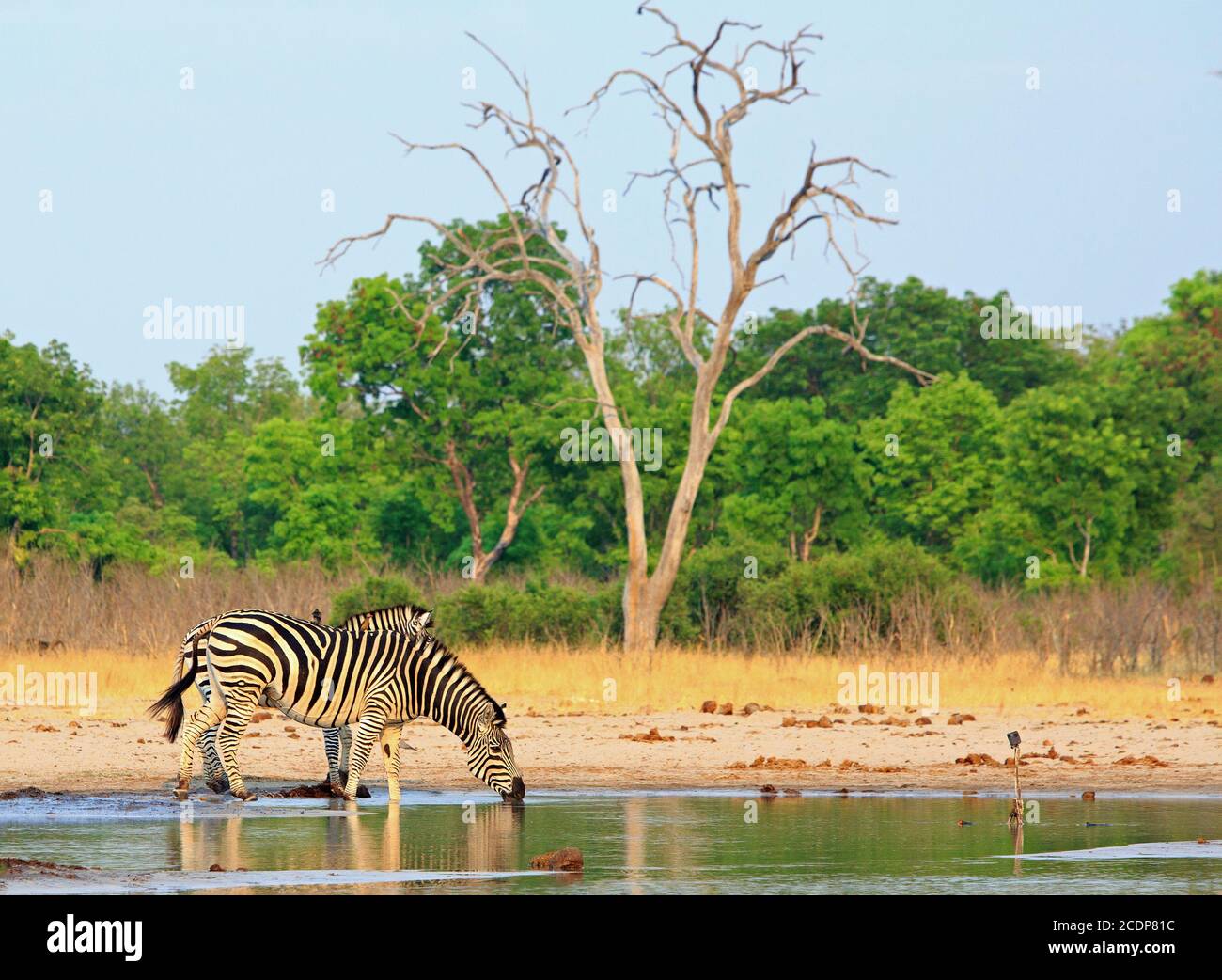 Zebra di Burchell sorseggiando un drink da una buca d'acqua con uno sfondo naturale di boscaglia e un cielo azzurro pallido, il Parco Nazionale di Hwange, Zimbabwe Foto Stock