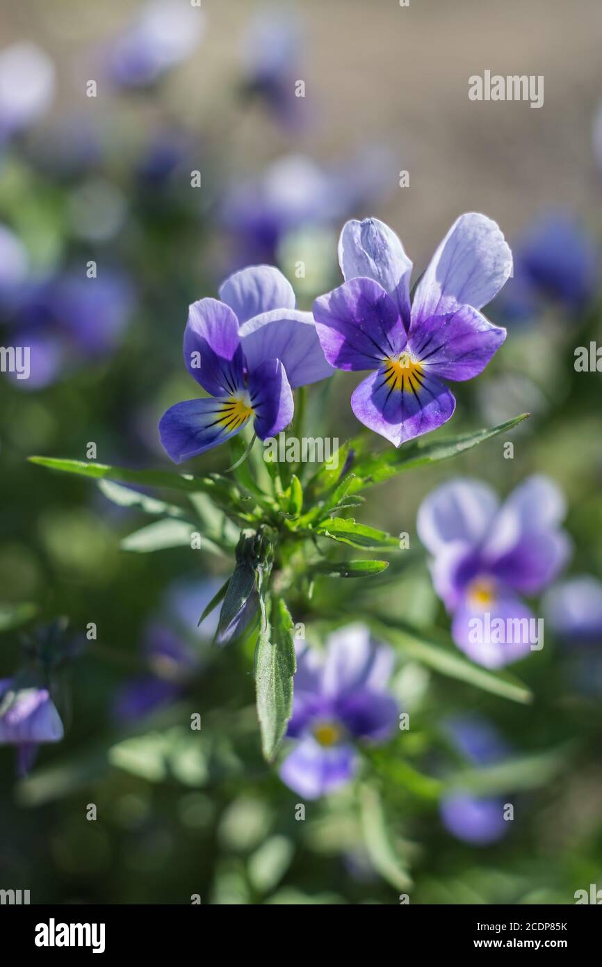 Viole Foto Stock