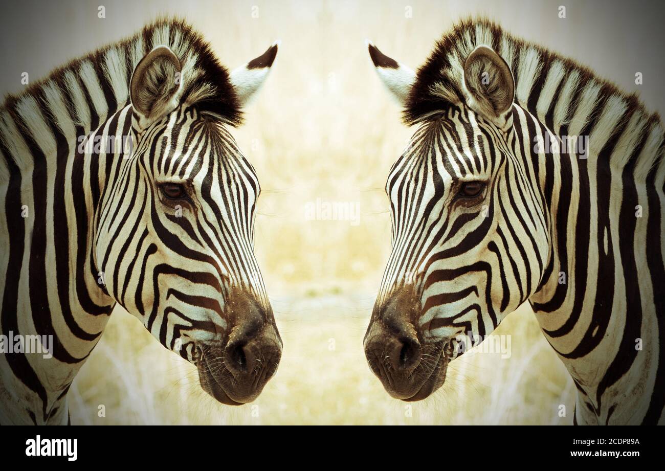 Immagine speculare di una Zebra - come se due zebre guardarsi l'un l'altro Foto Stock