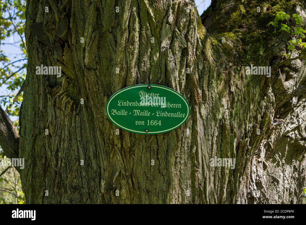 Targa al più antico albero della ex Baille-Maille calce viale Foto Stock