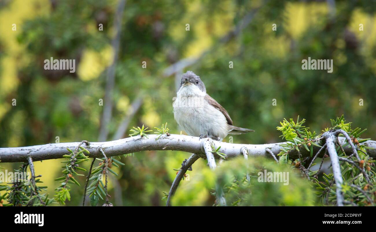 Jolly o Sylvia curruca perching su un ramo di un albero, la foto migliore Foto Stock