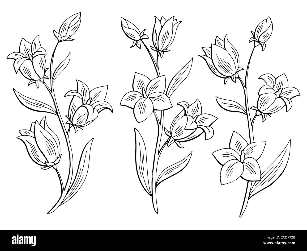 Bluebell fiore grafico nero bianco isolato disegno insieme vettore illustrazione Illustrazione Vettoriale
