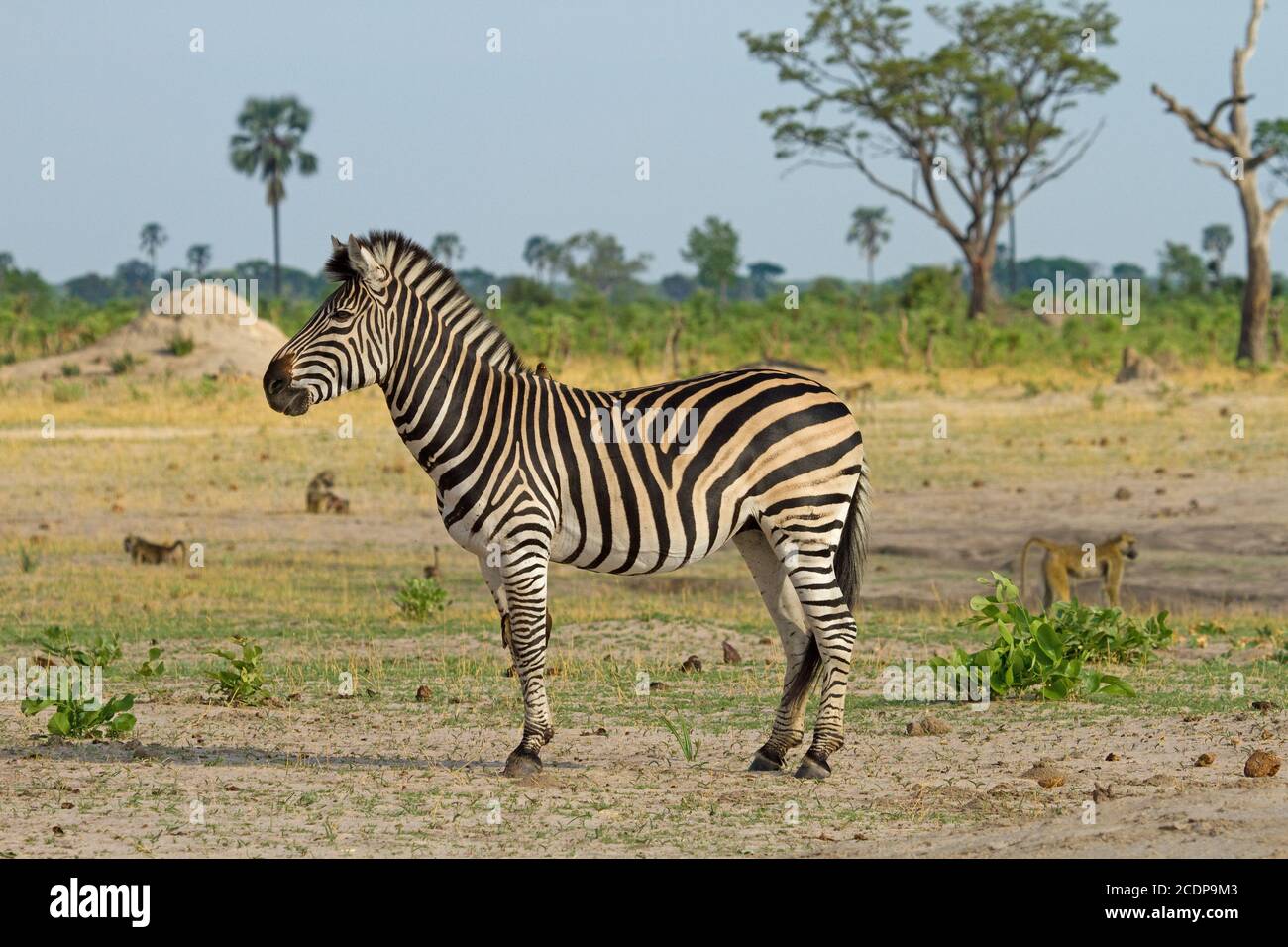 Lone Zebra si trova sulle pianure africane nel Parco Nazionale di Hwange, Zimbabwe Foto Stock