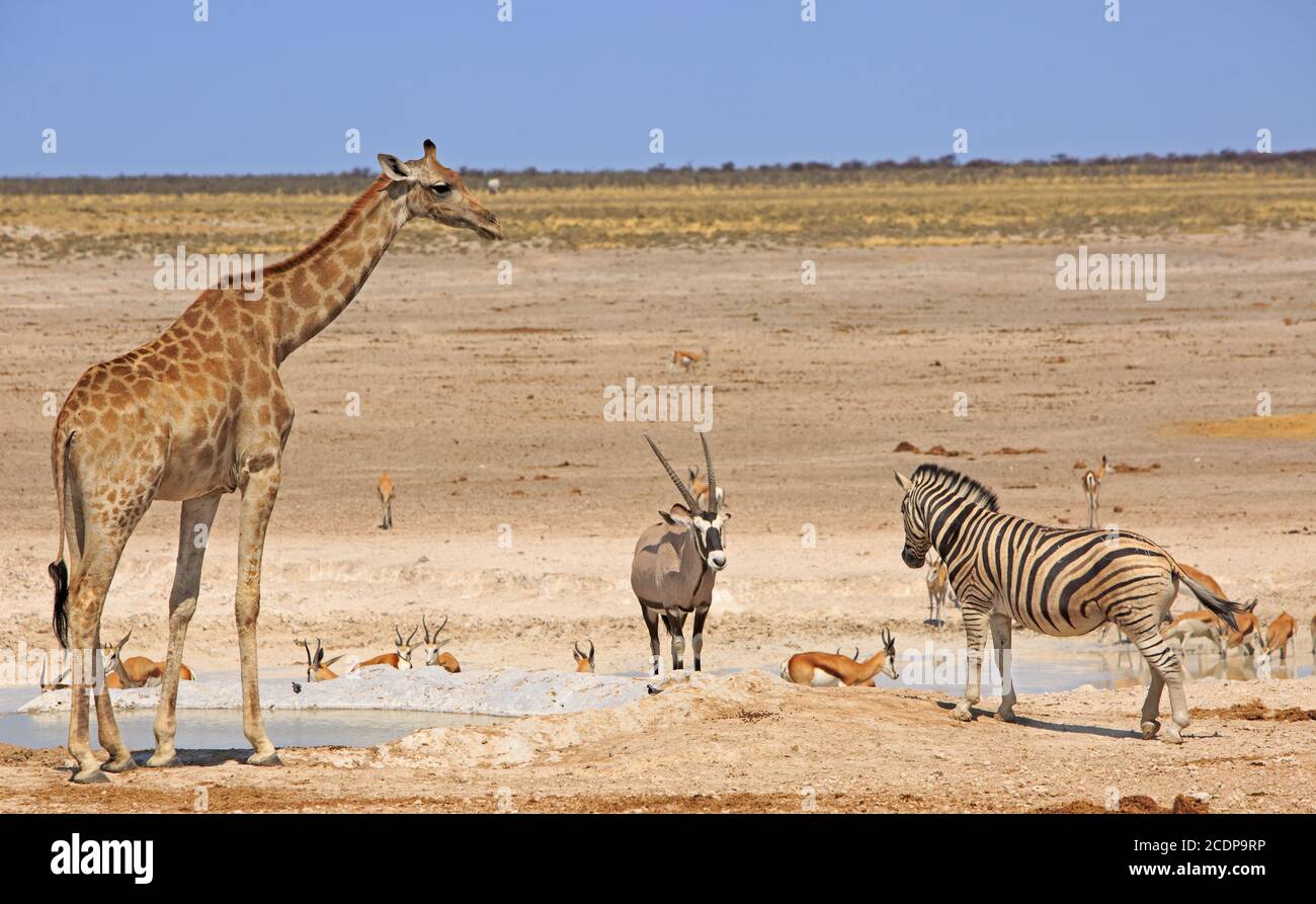 Giraffe, Gemsbok Oryx, Zebra e Impala in una buca d'acqua nel Parco Nazionale di Etosha, Namibia Foto Stock