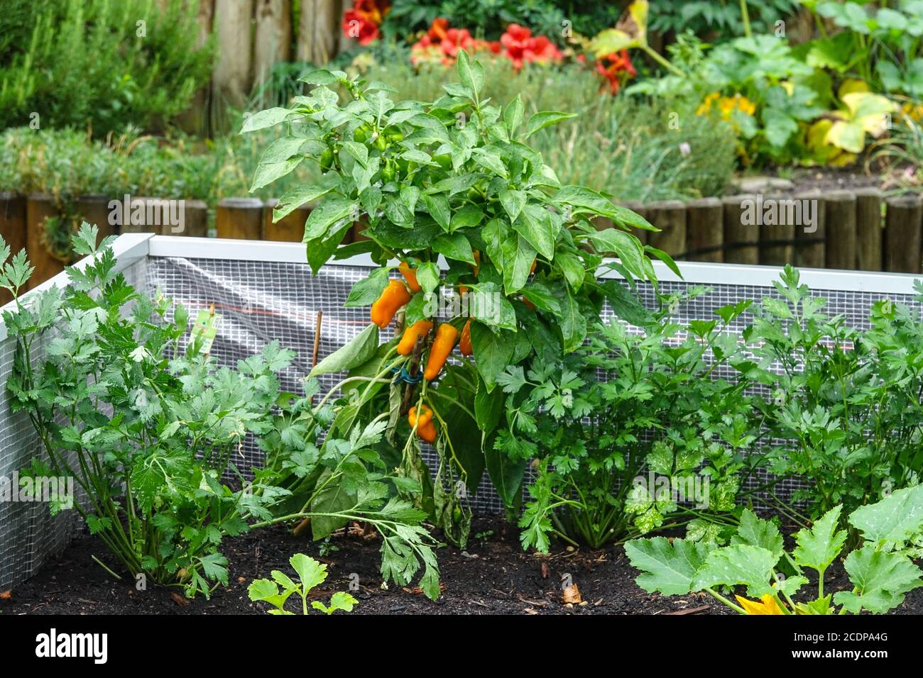 Orto a letto rialzato, piante vegetali che crescono nell'orto, peperoni nell'orto che coltivano verdure agosto Foto Stock