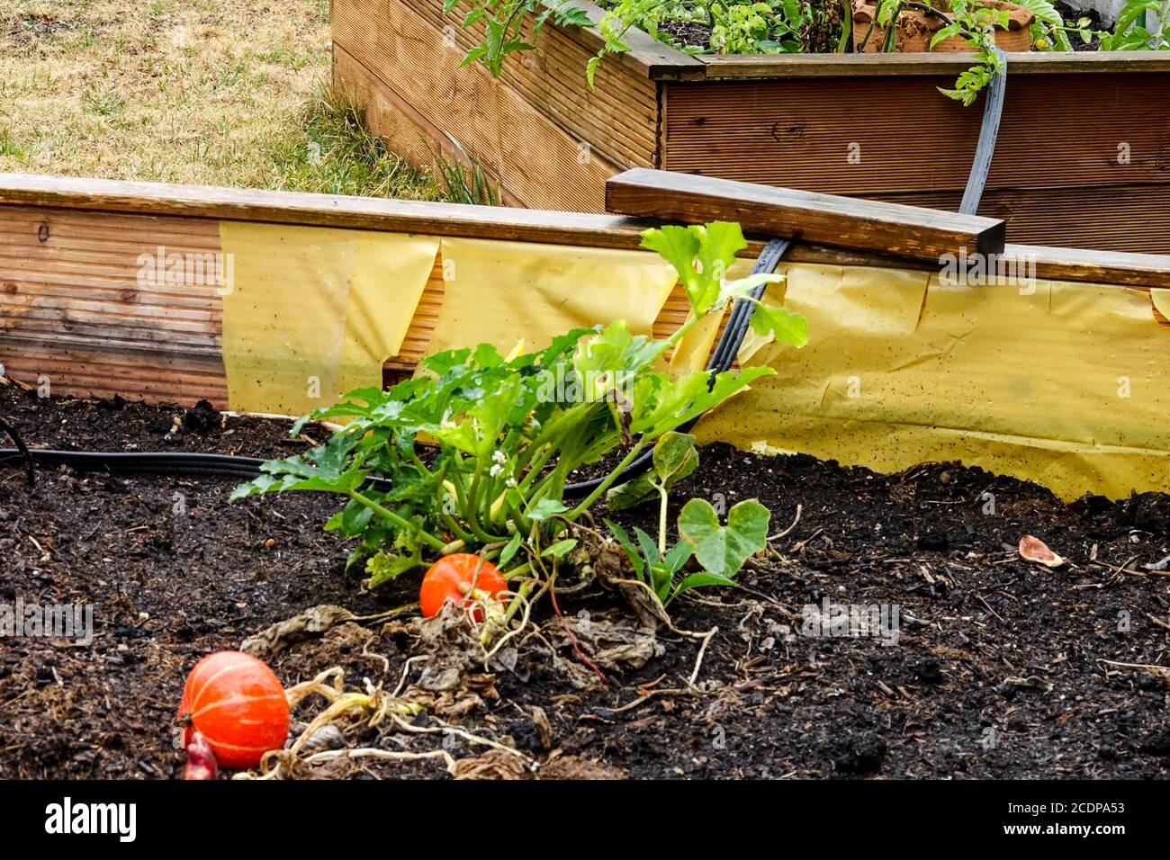 Giardino a letto rialzato, piante vegetali che crescono in un giardino di assegnazione Foto Stock