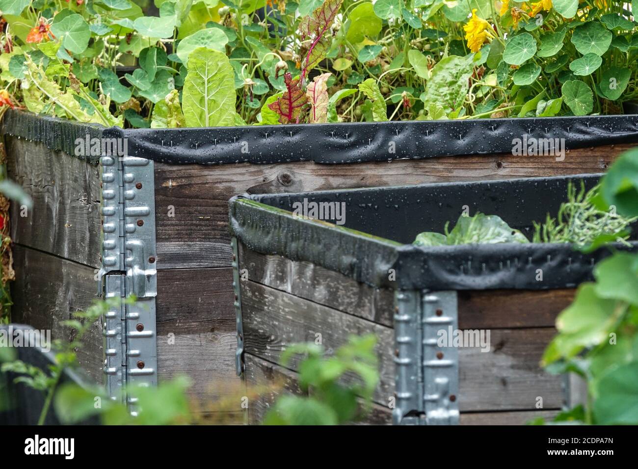 Giardino a letto rialzato per piante vegetali Foto Stock