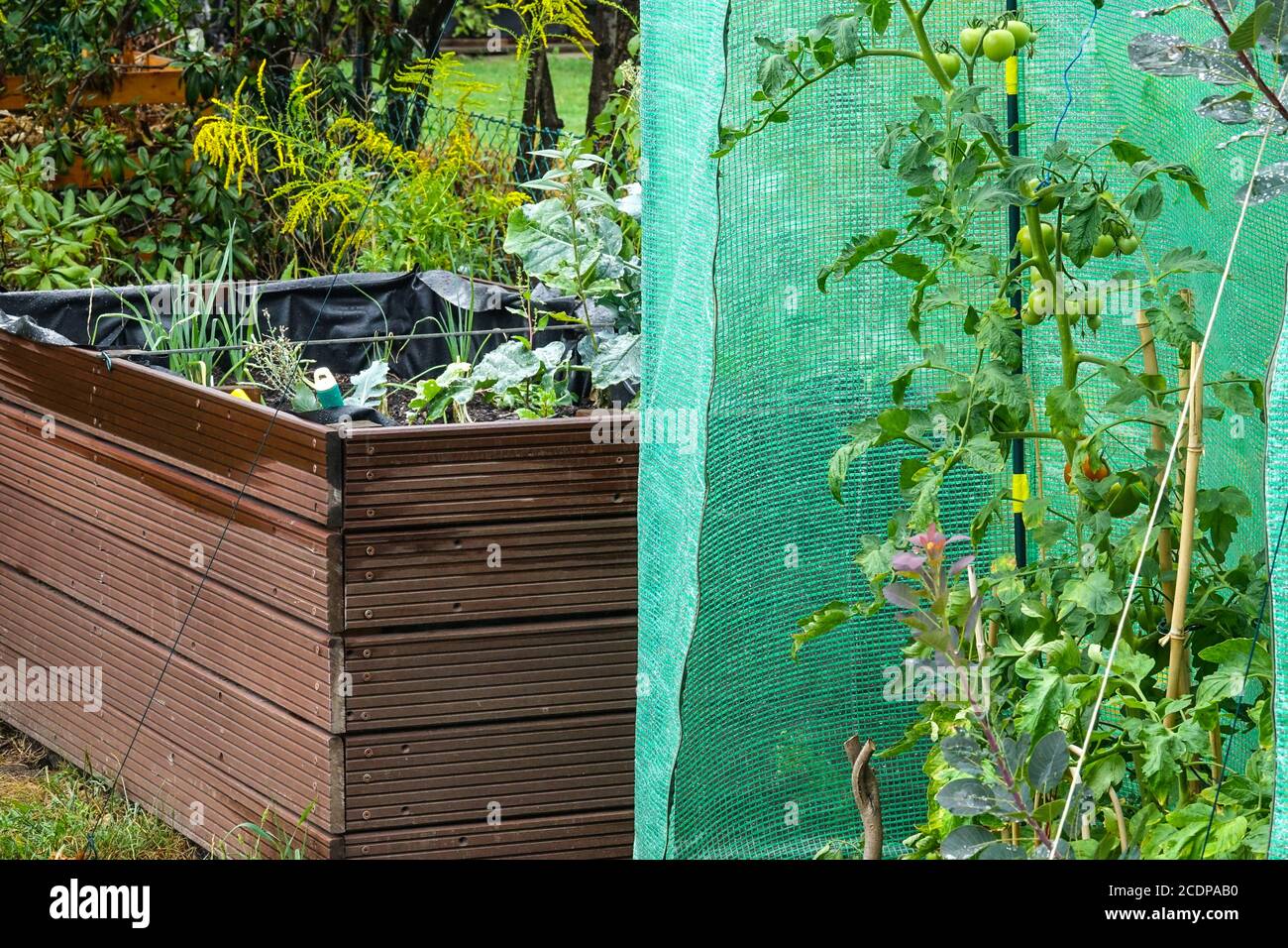 Pomodori da giardino rialzati su vite che cresce in serra di plastica Foto Stock