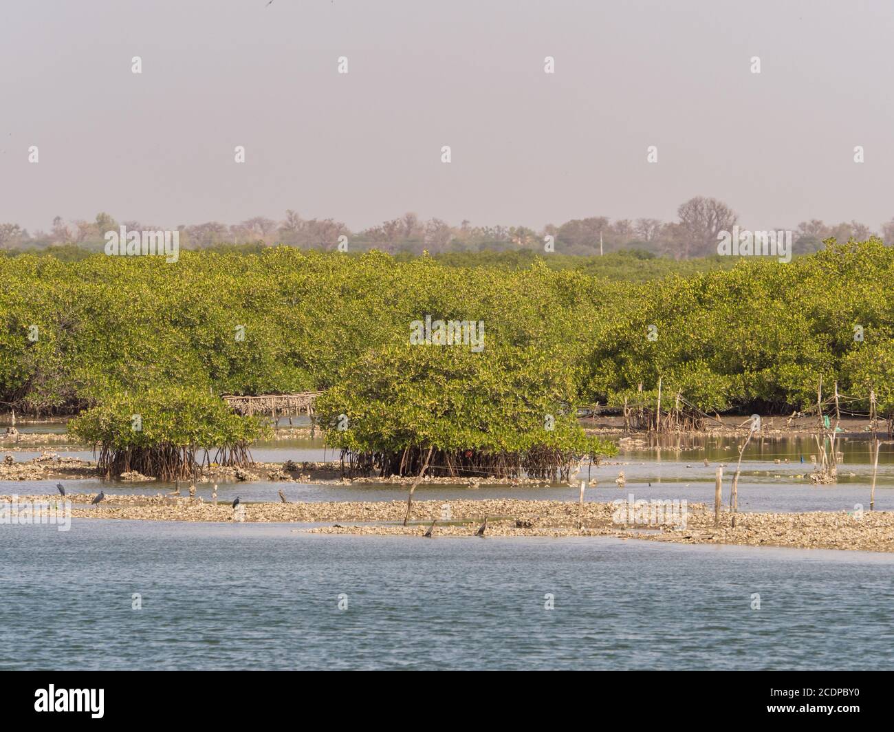 Mangrovie - alberi tolleranti al sale, anche chiamati alofiti, e sono adattati alla vita in condizioni costiere difficili. Foto Stock
