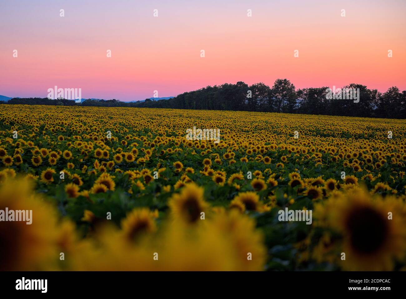 Sonnenblumenfeld bei abendlichen Gegenlicht 2 Foto Stock