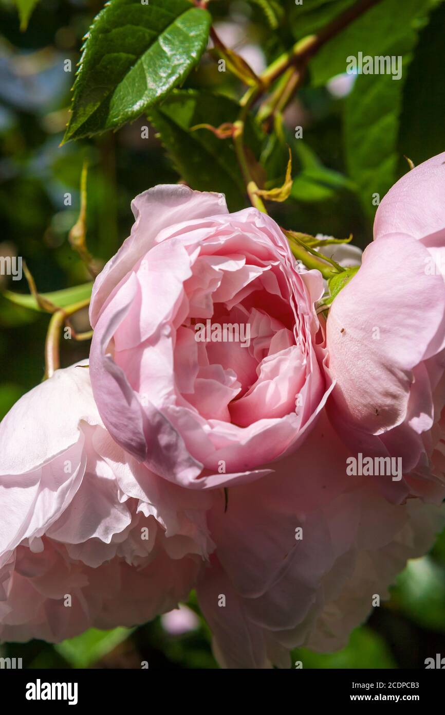 Fiori della rosa inglese di arrampicata 'il generoso Gardener' (Rosa 'Ausdrawn') in un giardino privato: Alverstoke, Gosport, Hampshire, Inghilterra. REGNO UNITO Foto Stock