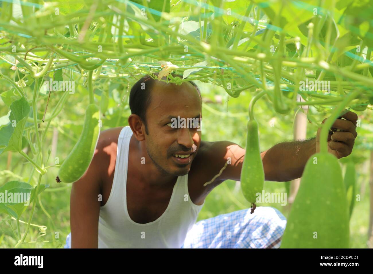 Agricoltore asiatico che si occupa di piante vegetali in un campo agricolo, controllando la crescita di zucche in bottiglia in orto Foto Stock