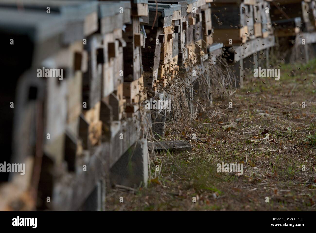 Bienen beim Anflug auf Ihren Bienenstock Foto Stock