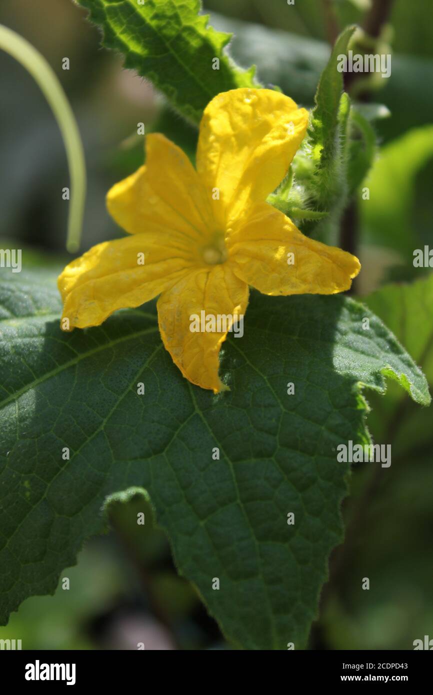 Una bella pianta di zucca fiore che cresce nel giardino organico cortile. Foto Stock