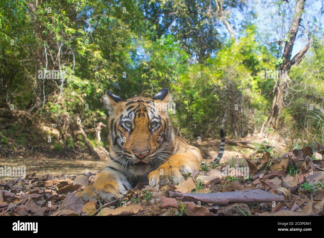 Primo piano della tigre nella foresta Foto Stock