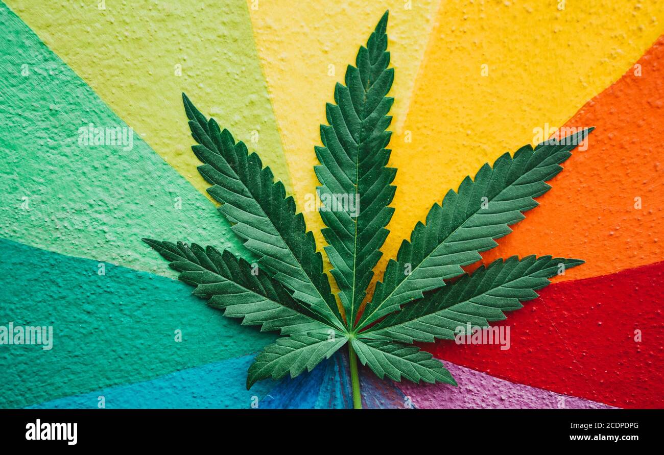 Pianta di marijuana con parete colorata sullo sfondo - medicina di Cannabis, stile di vita sano e concetto di ecologia Foto Stock