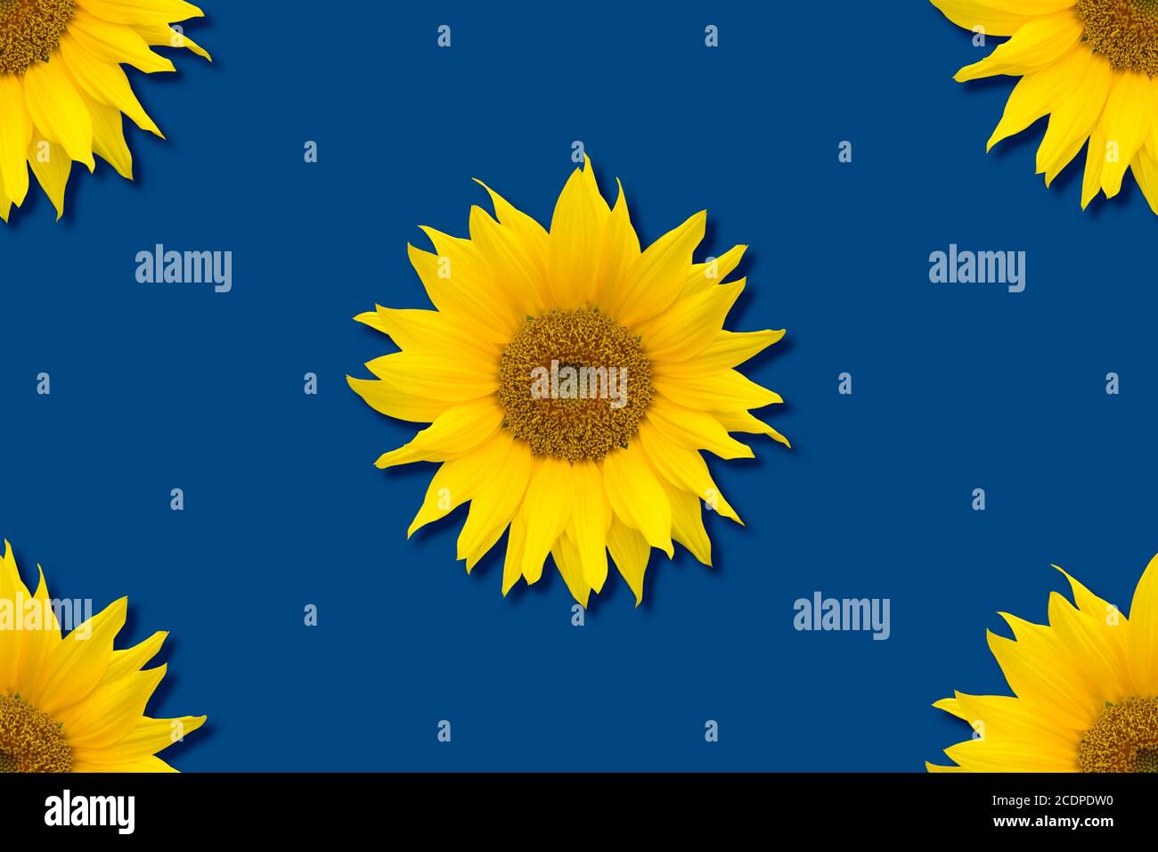 Girasoli gialli luminosi su sfondo blu classico. Design floreale isolato, motivo senza cuciture. Foto Stock