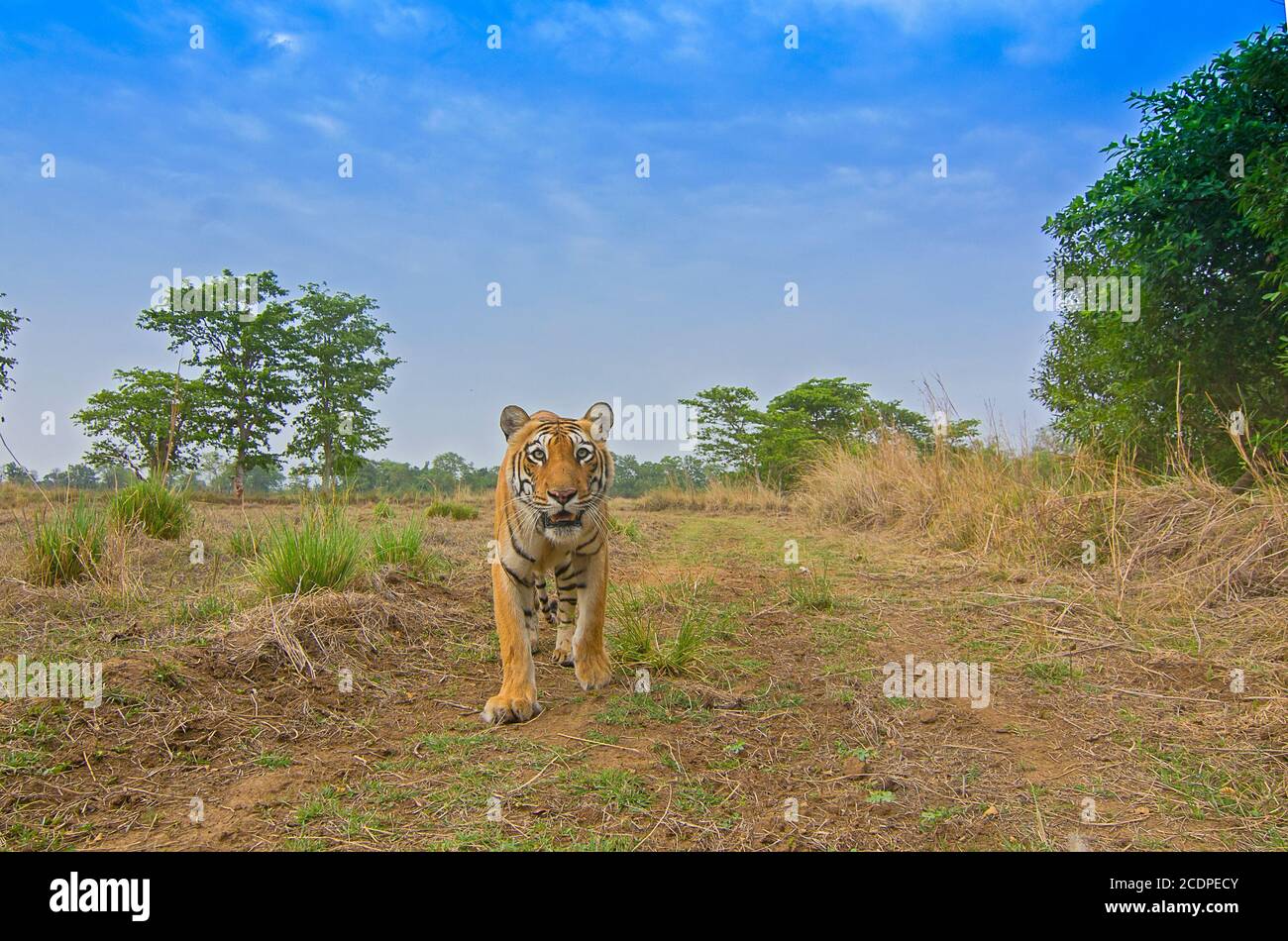 Avvicinamento alla tigre in primo piano Foto Stock
