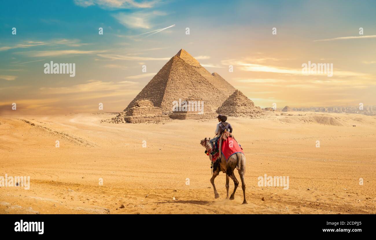 Il cammello e le Piramidi di Giza in Egitto Foto Stock
