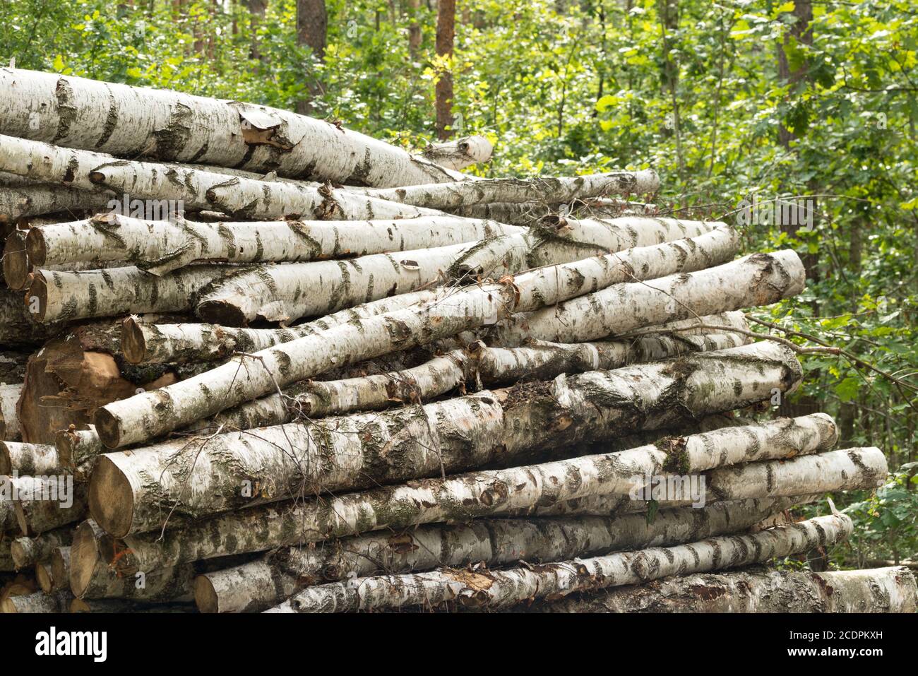 catasta di tronchi di betulla in foresta in giornata di sole Foto Stock