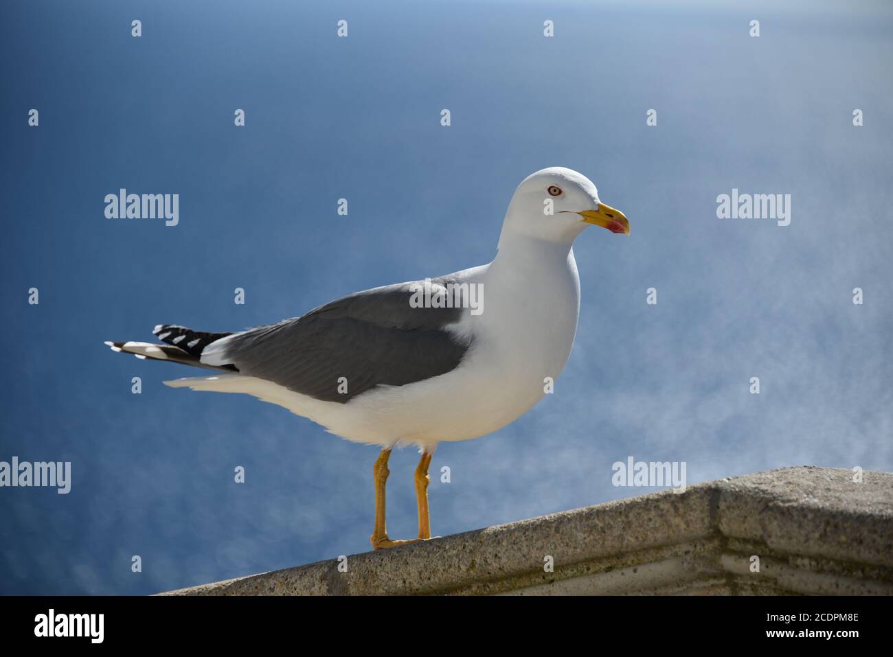 Gabbiano mediterraneo (Larus michahellis) a Cap Formentor, Maiorca, Spagna Foto Stock