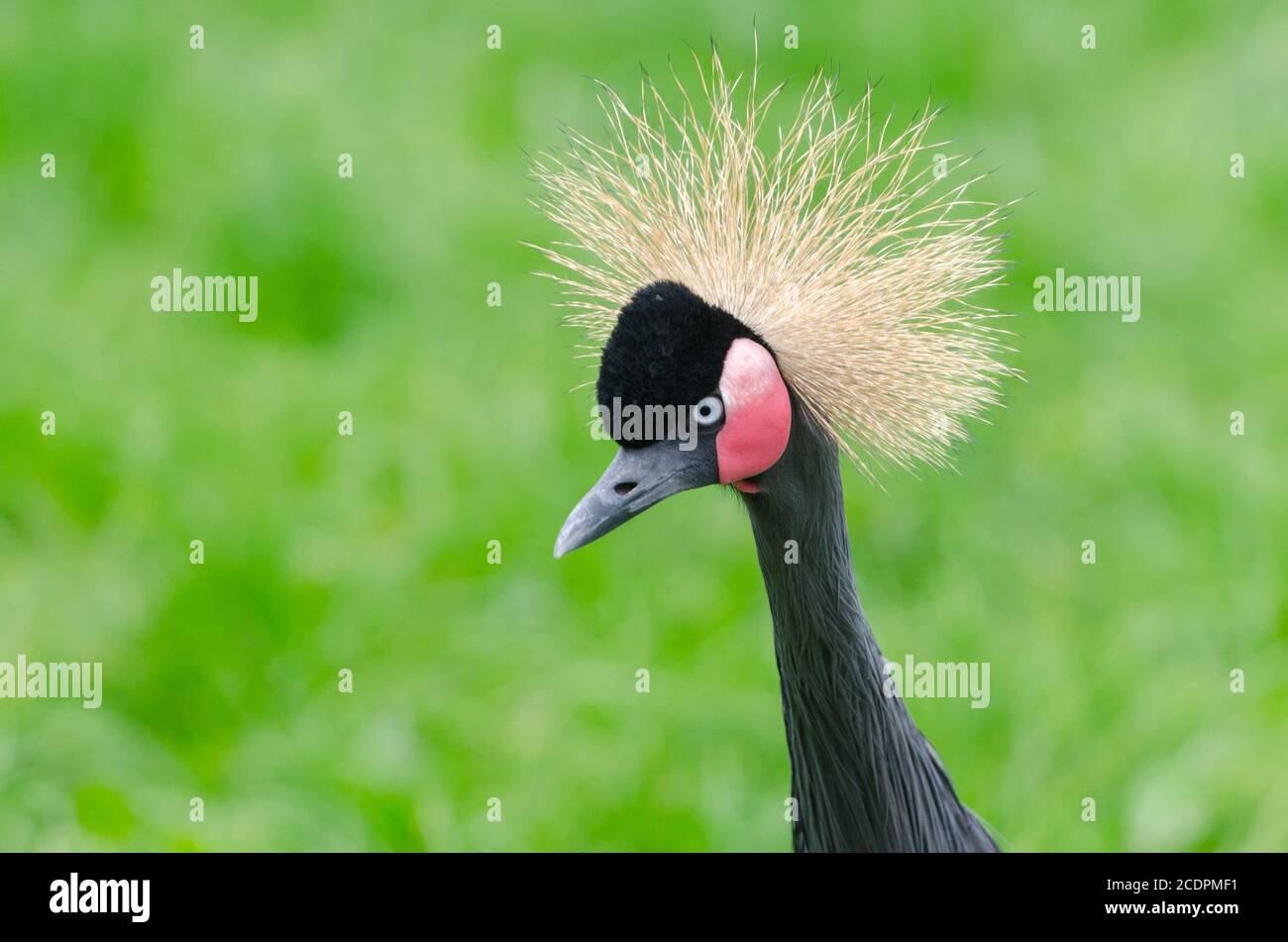 Gru con cofano. Foto Stock