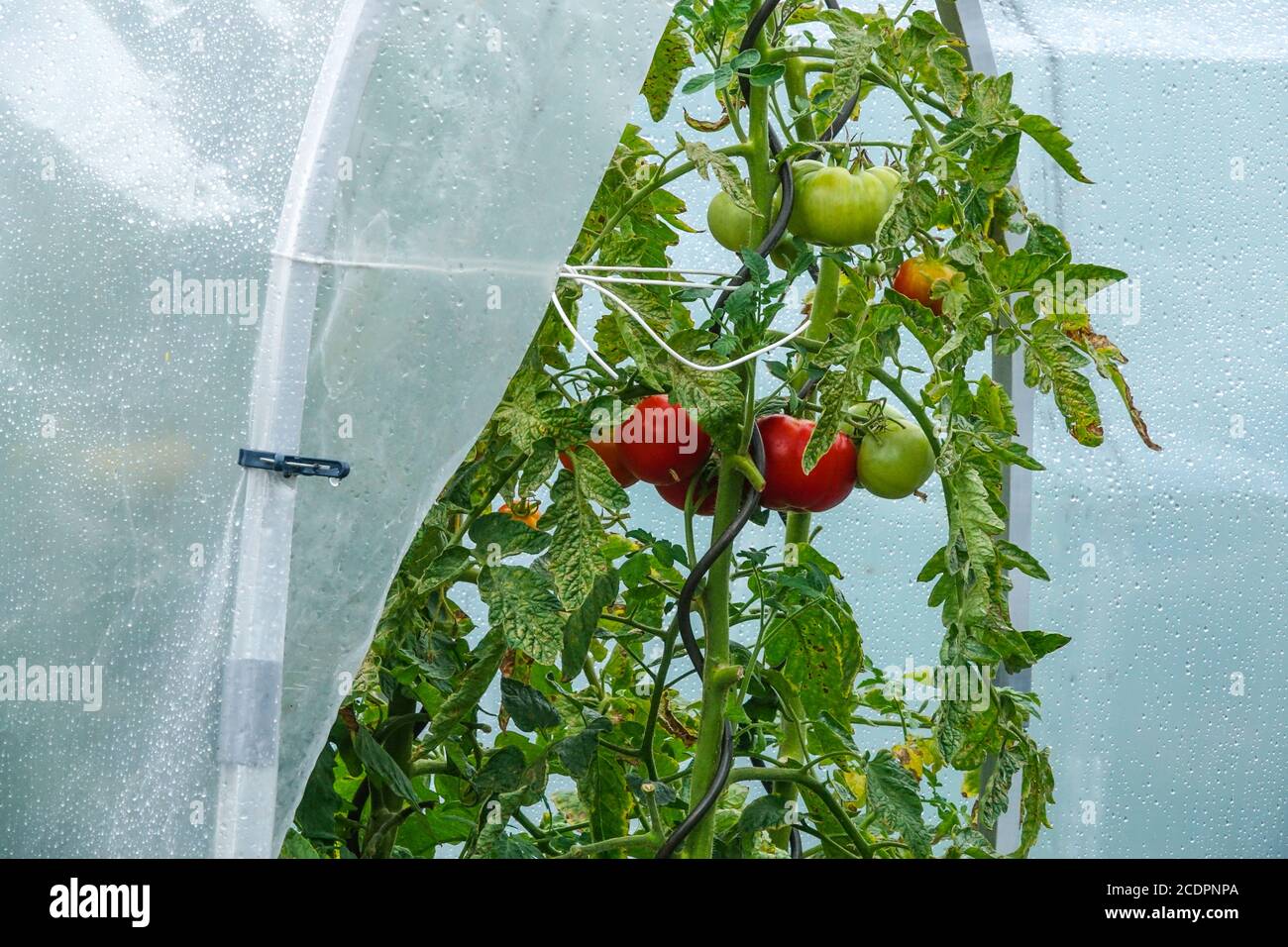 Maturare i pomodori in una serra di plastica, giardino di assegnazione Foto Stock