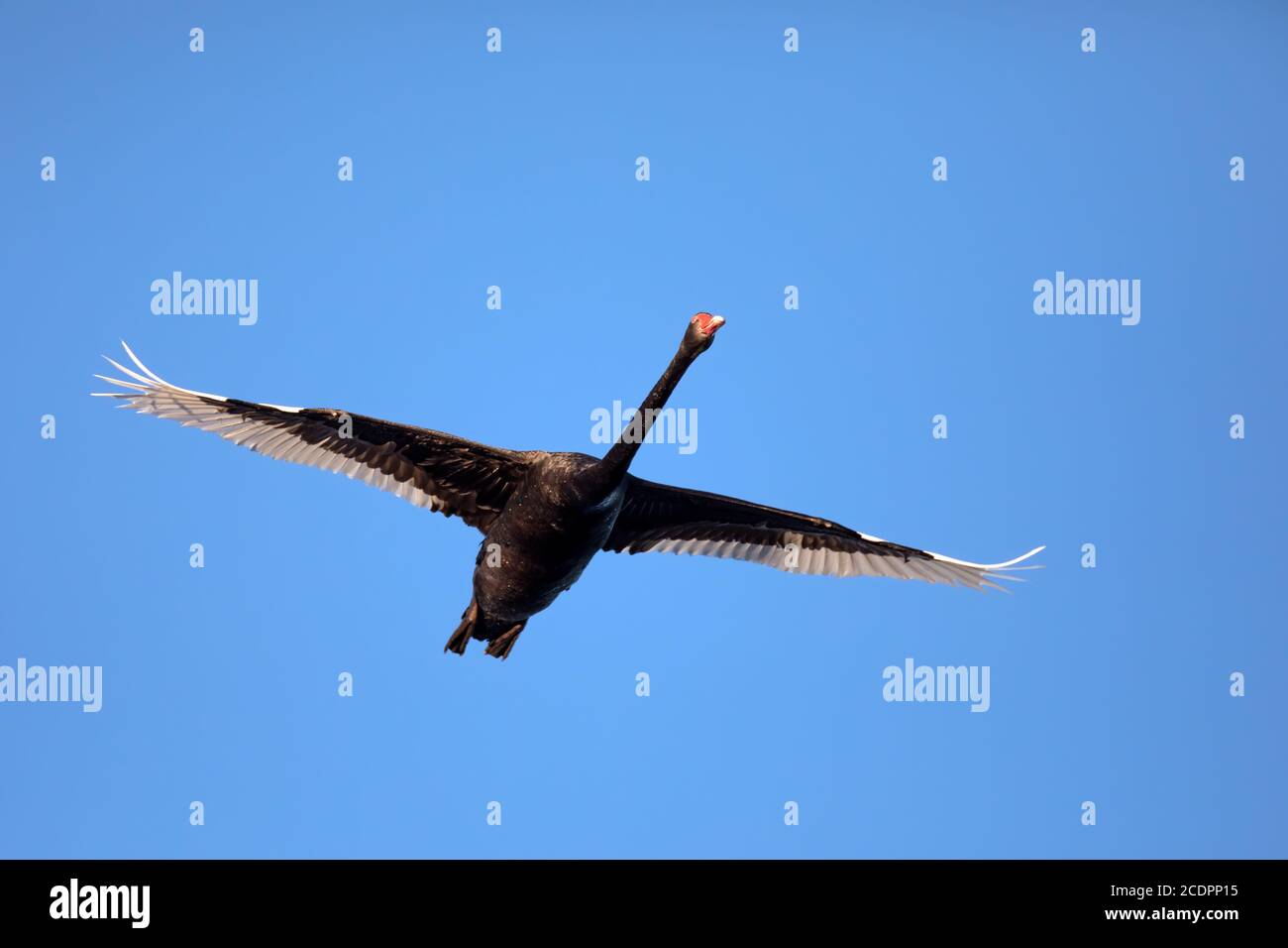 Black Swan che vola con le ali completamente distese. Foto Stock