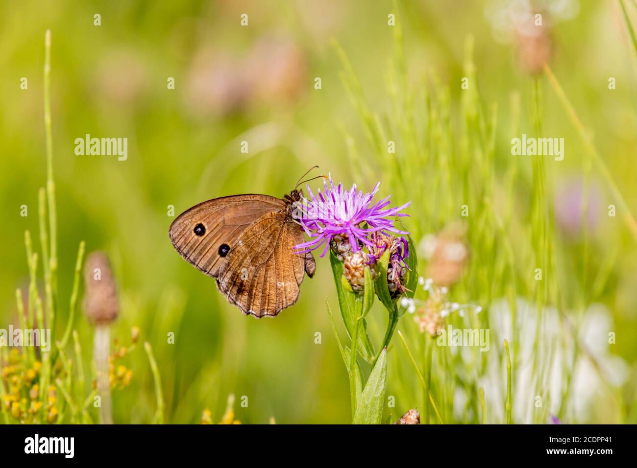 Farfalla Minois dryas su un fiore viola in un prato Foto Stock