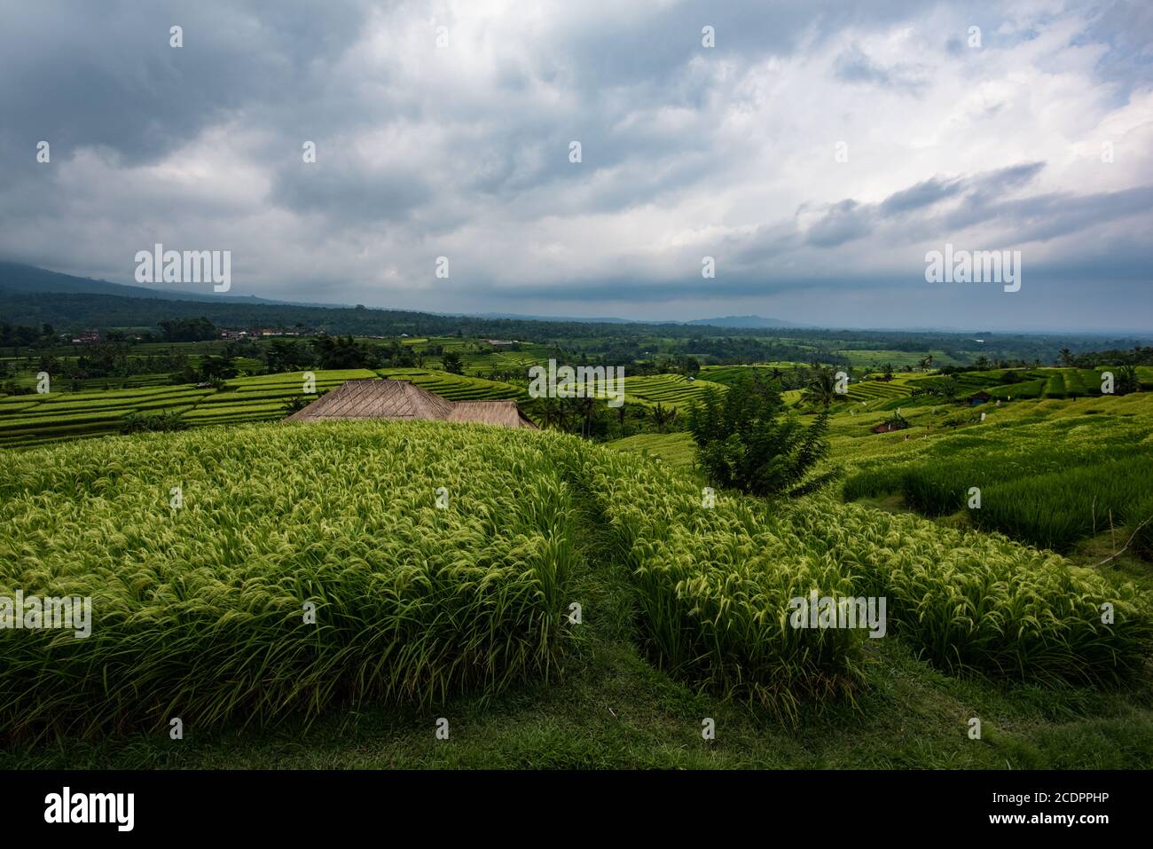 Risaie a terrazze in Indonesia Foto Stock