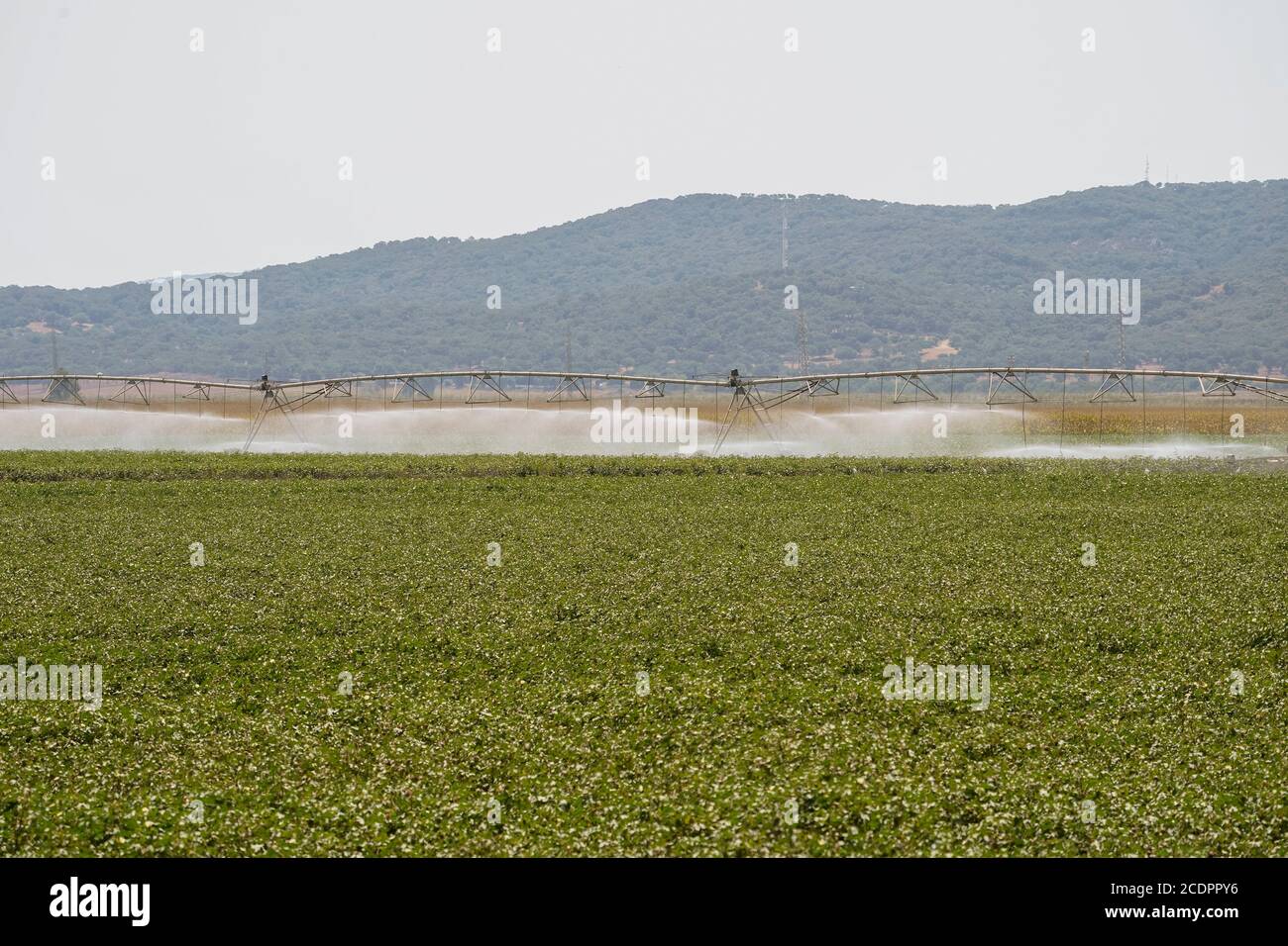 Sistema di irrigazione automatizzato, la Janda, Costa de la Luz, Spagna. Foto Stock