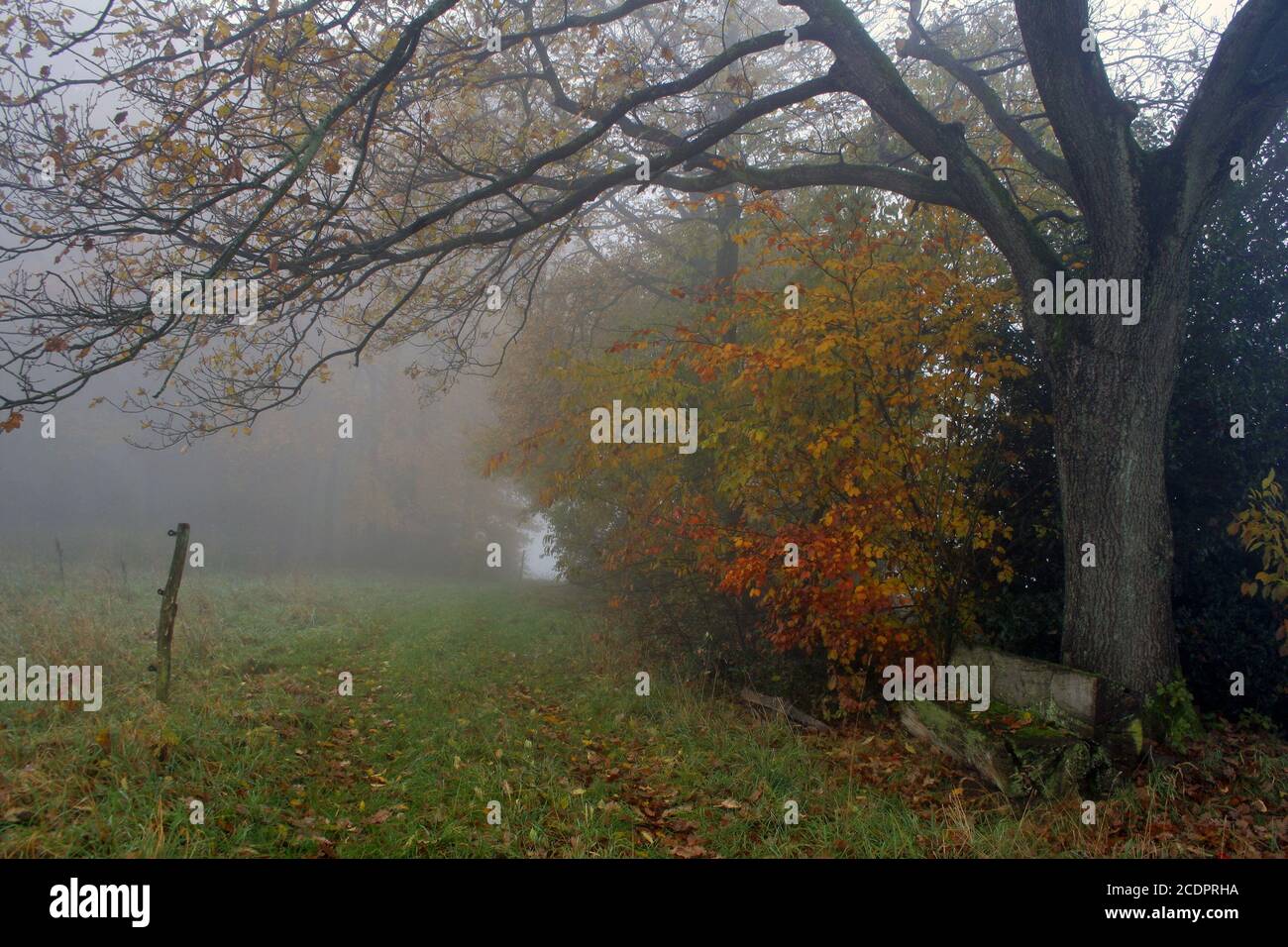 Foresta di autunno Foto Stock