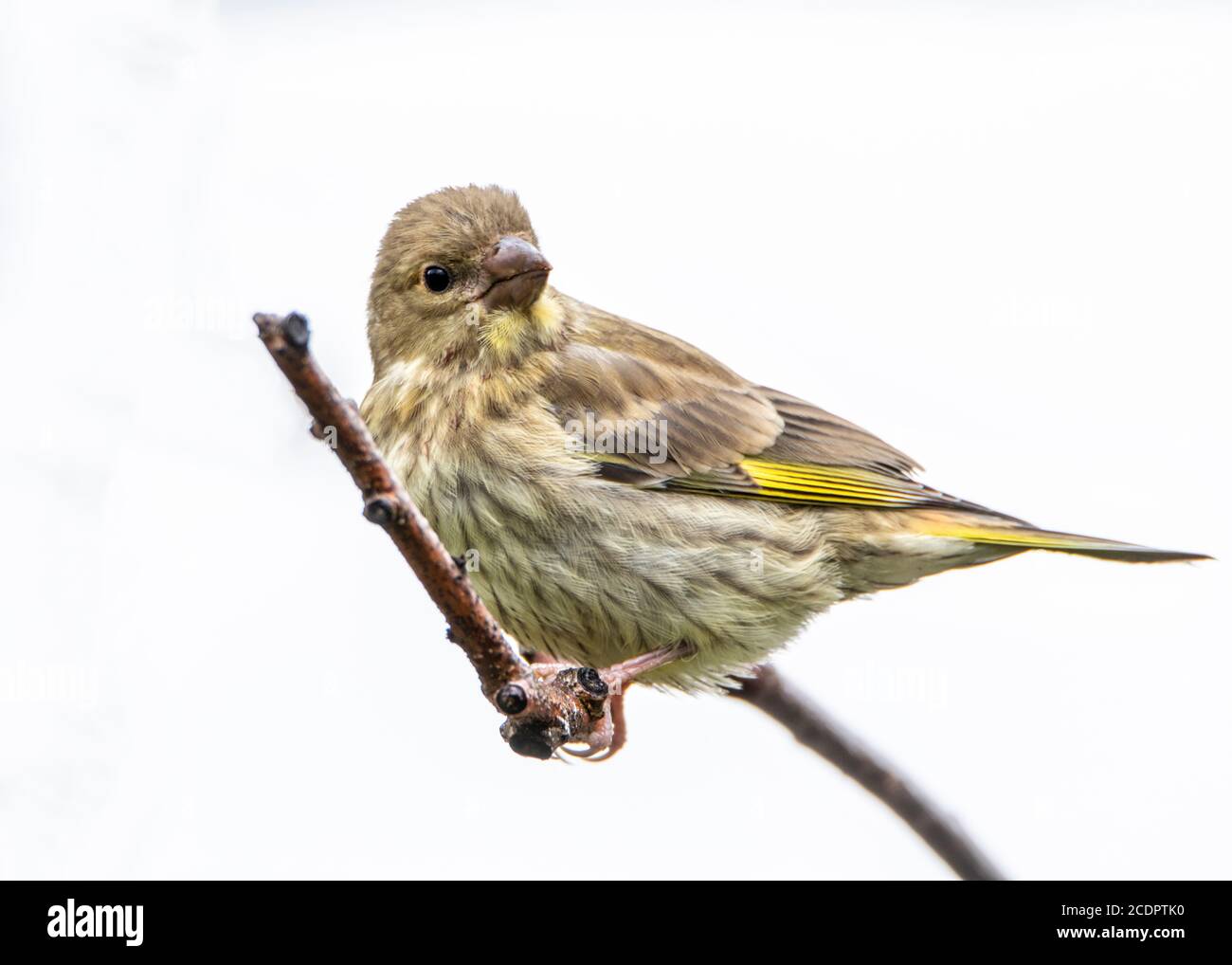 Greenfinch, giovane uccello, Chloris Chloris, arroccato su una filiale in un giardino britannico, estate 2020 Foto Stock