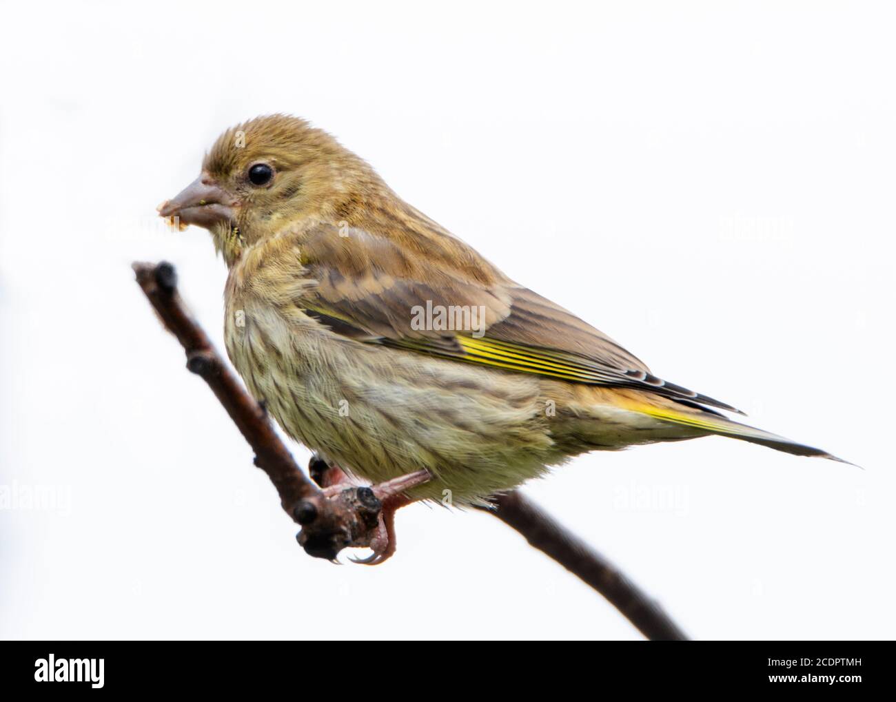 Greenfinch, giovane uccello, Chloris Chloris, arroccato su una filiale in un giardino britannico, estate 2020 Foto Stock