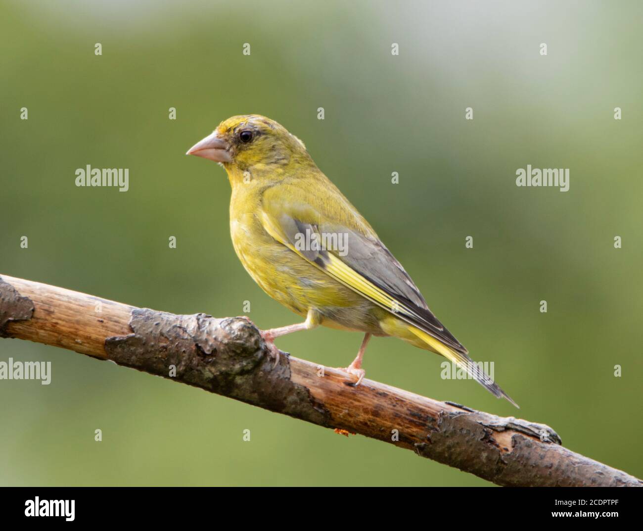 Greenfinch, giovane uccello, Chloris Chloris, arroccato su una filiale in un giardino britannico, estate 2020 Foto Stock