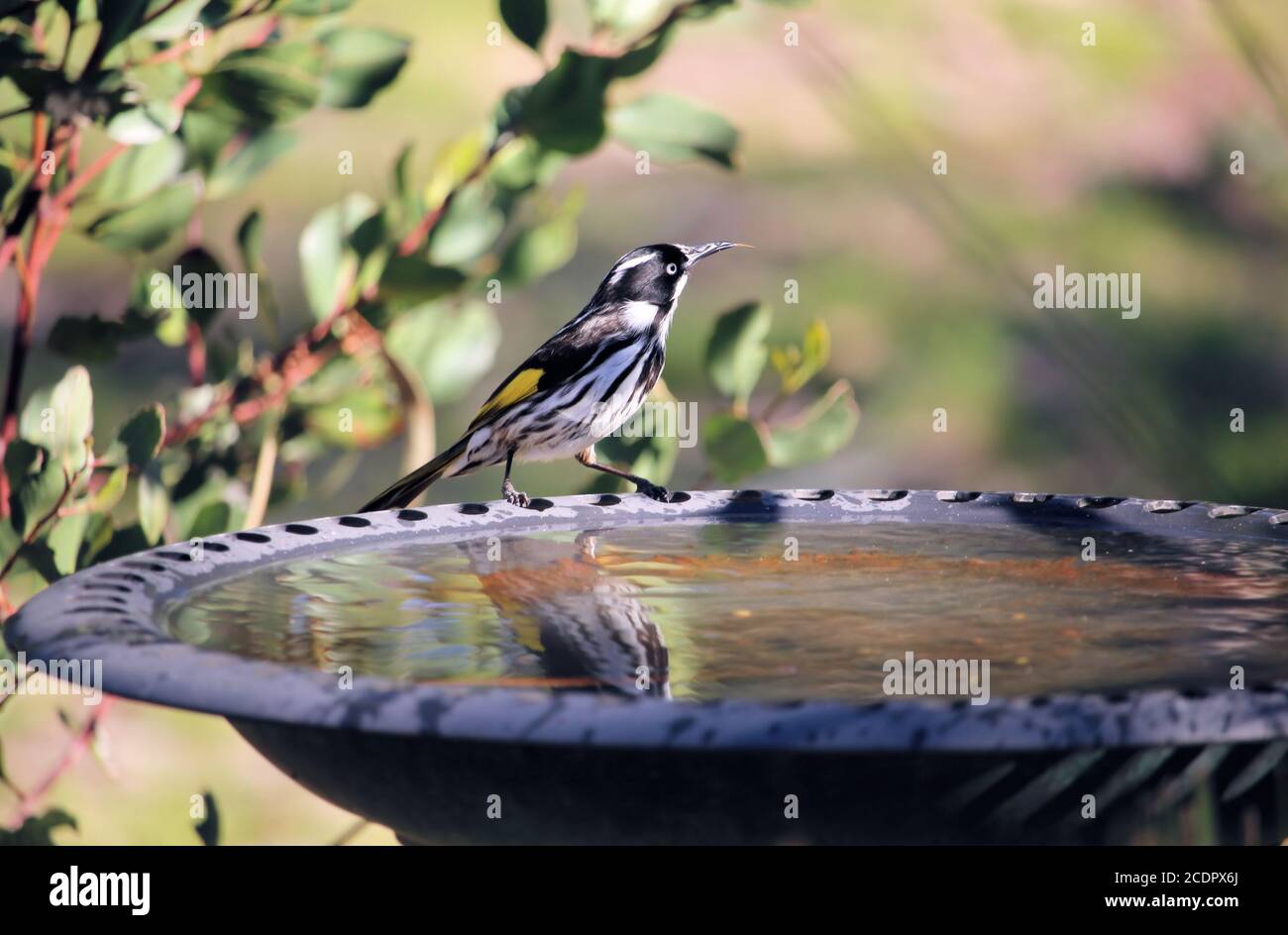 New Holland Honeyeater (Phylidonyris novaehollandiae) lingua estesa, a bagno di uccelli, Australia del Sud Foto Stock