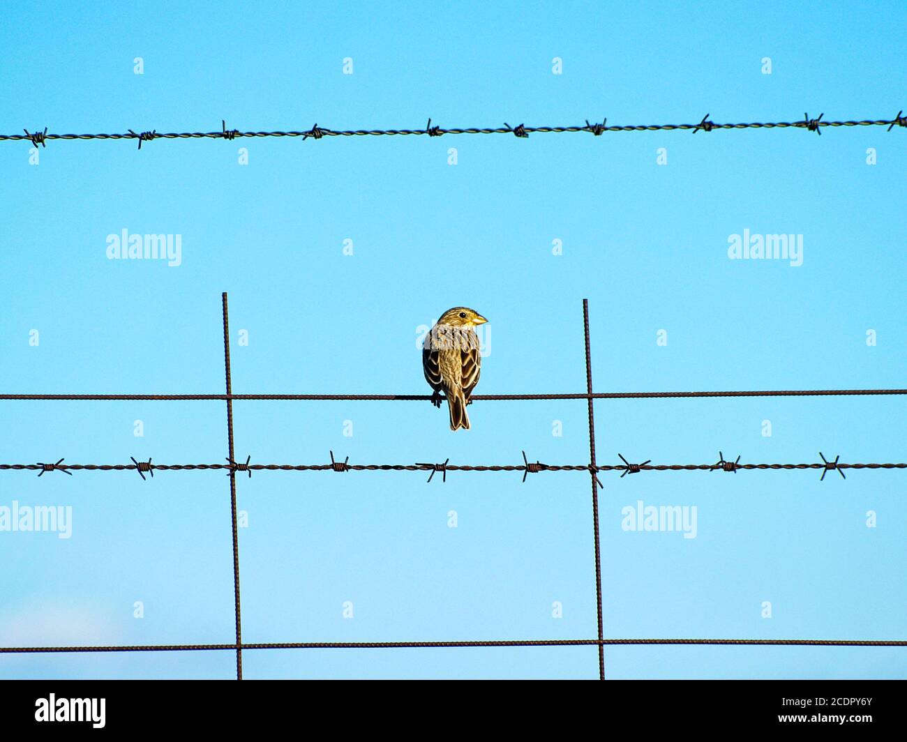 Uccello su un filo spinato con cielo blu Foto Stock