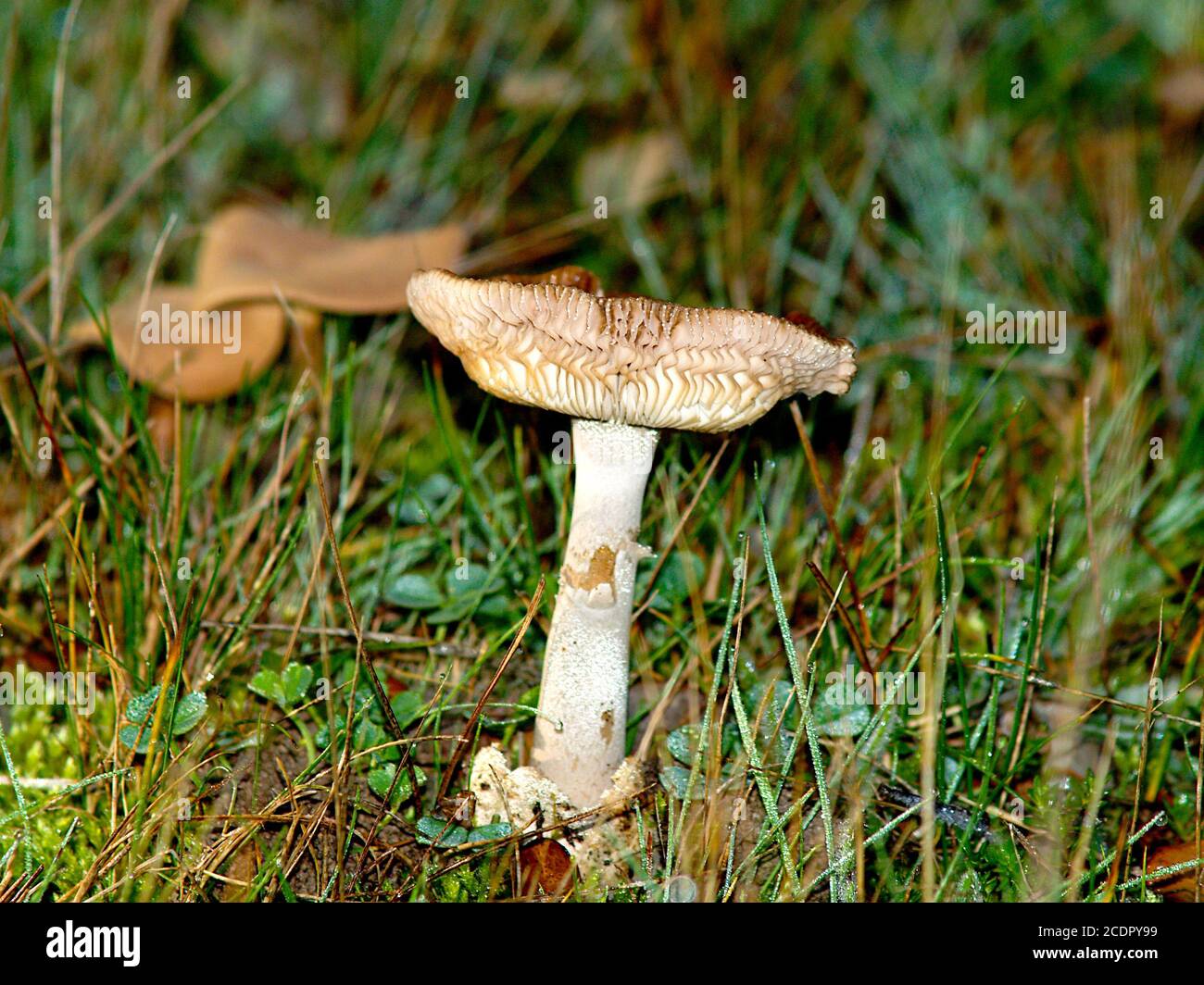 Funghi sulla foresta Foto Stock