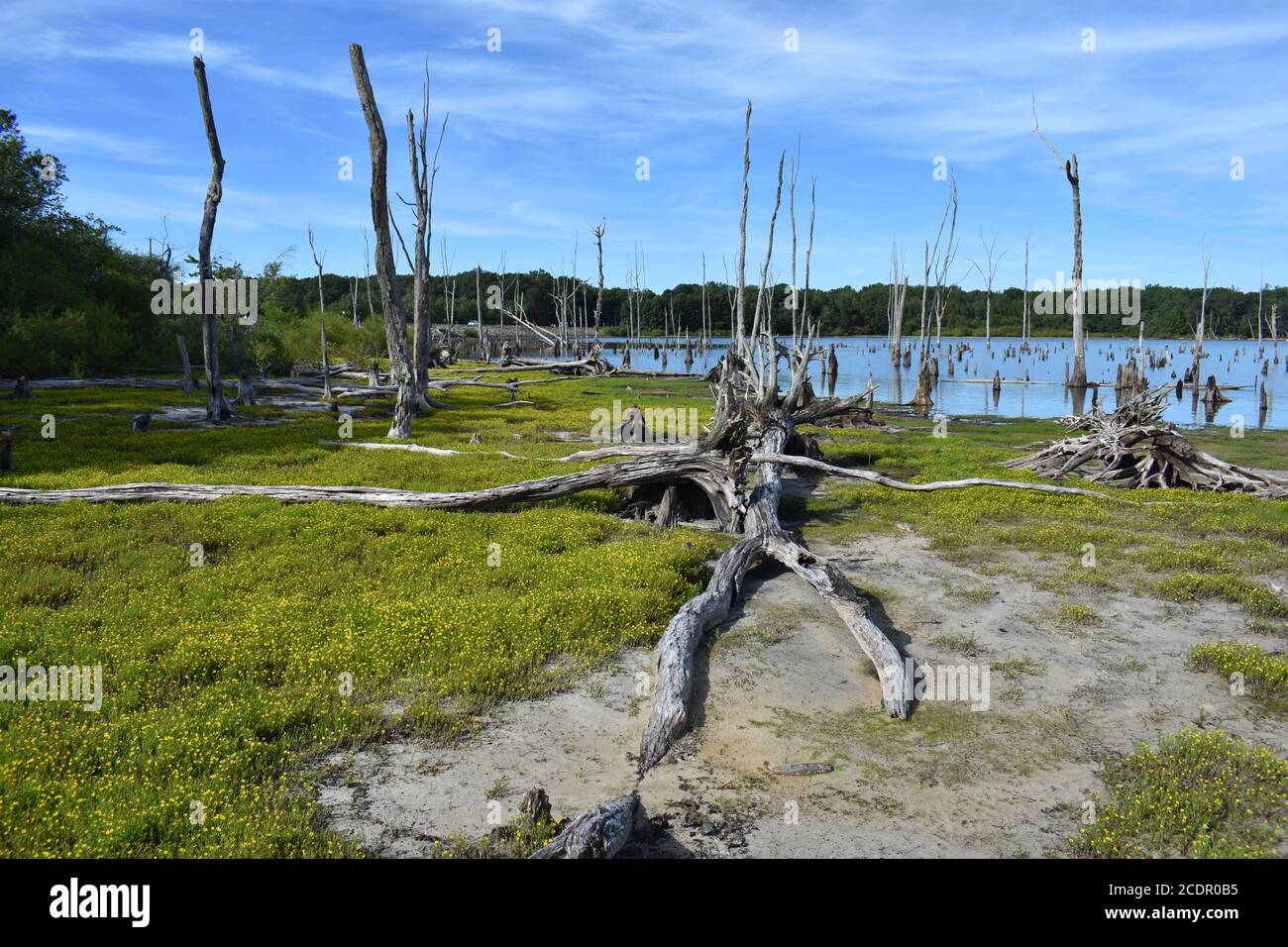 Gli alberi morti con i sistemi di radice esposti fiancheggiano il lago artificiale di Manasquan in Howell, New Jersey -04 Foto Stock