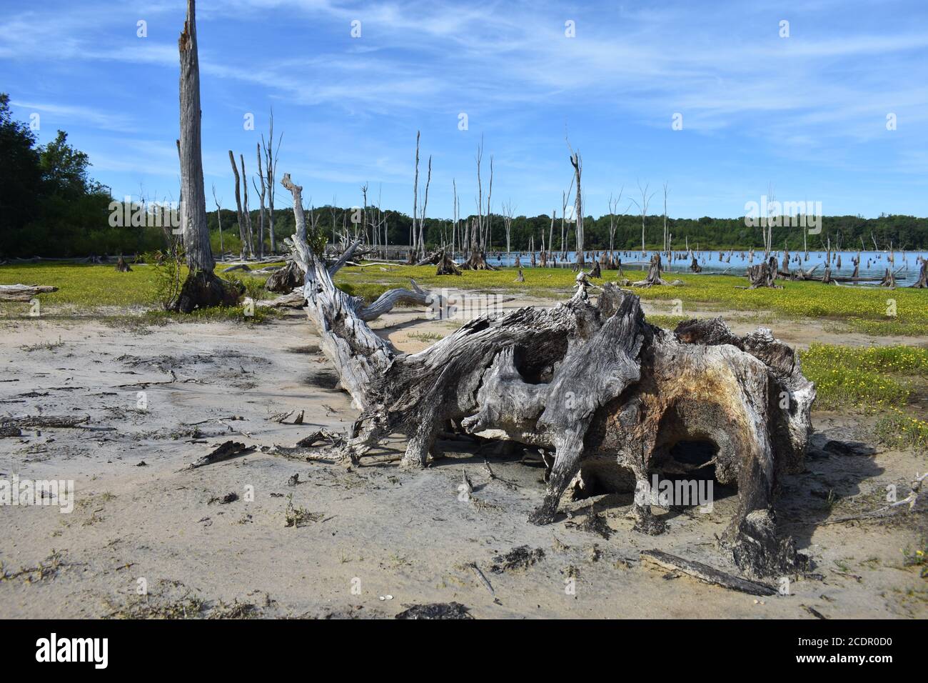 Gli alberi morti con i sistemi di radice esposti allineano il lago artificiale di Manasquan in Howell, New Jersey -06 Foto Stock