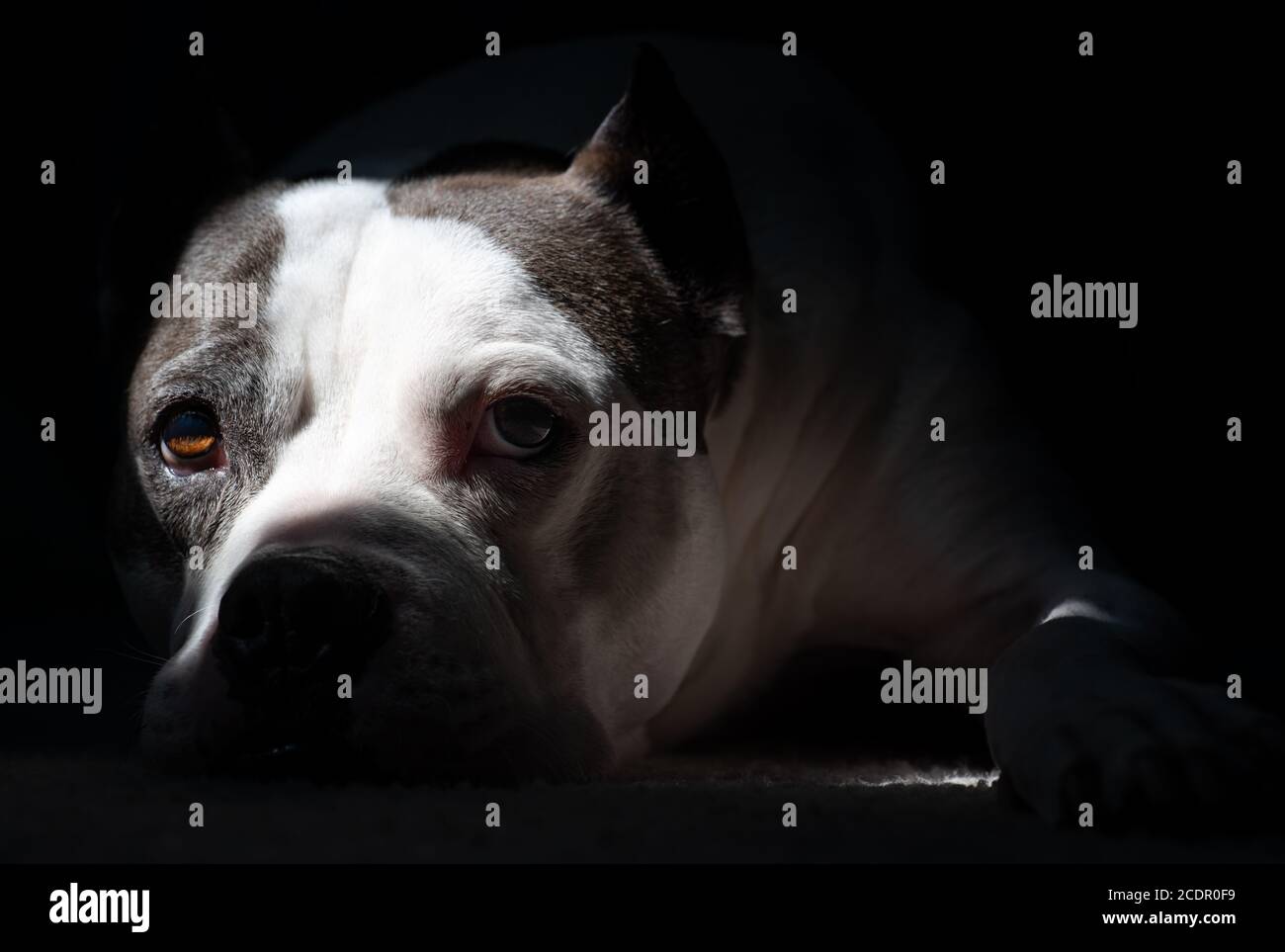 Un Terrier americano Staffordshire pone per un ritratto Foto Stock