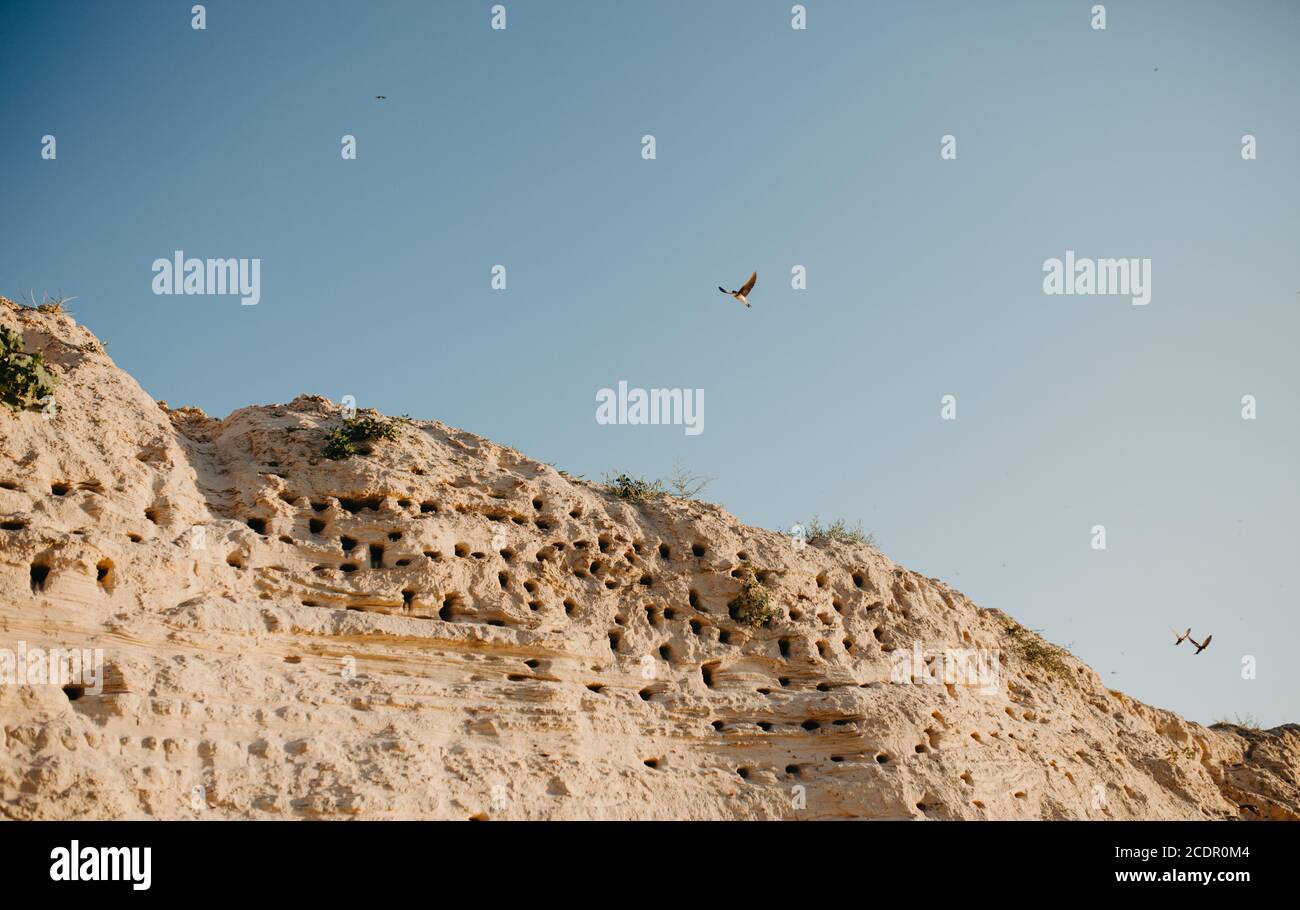 Deglutire nidifica nella sabbia su una cima di una scogliera e volare le rondini contro il cielo del tramonto. Messa a fuoco selettiva Foto Stock
