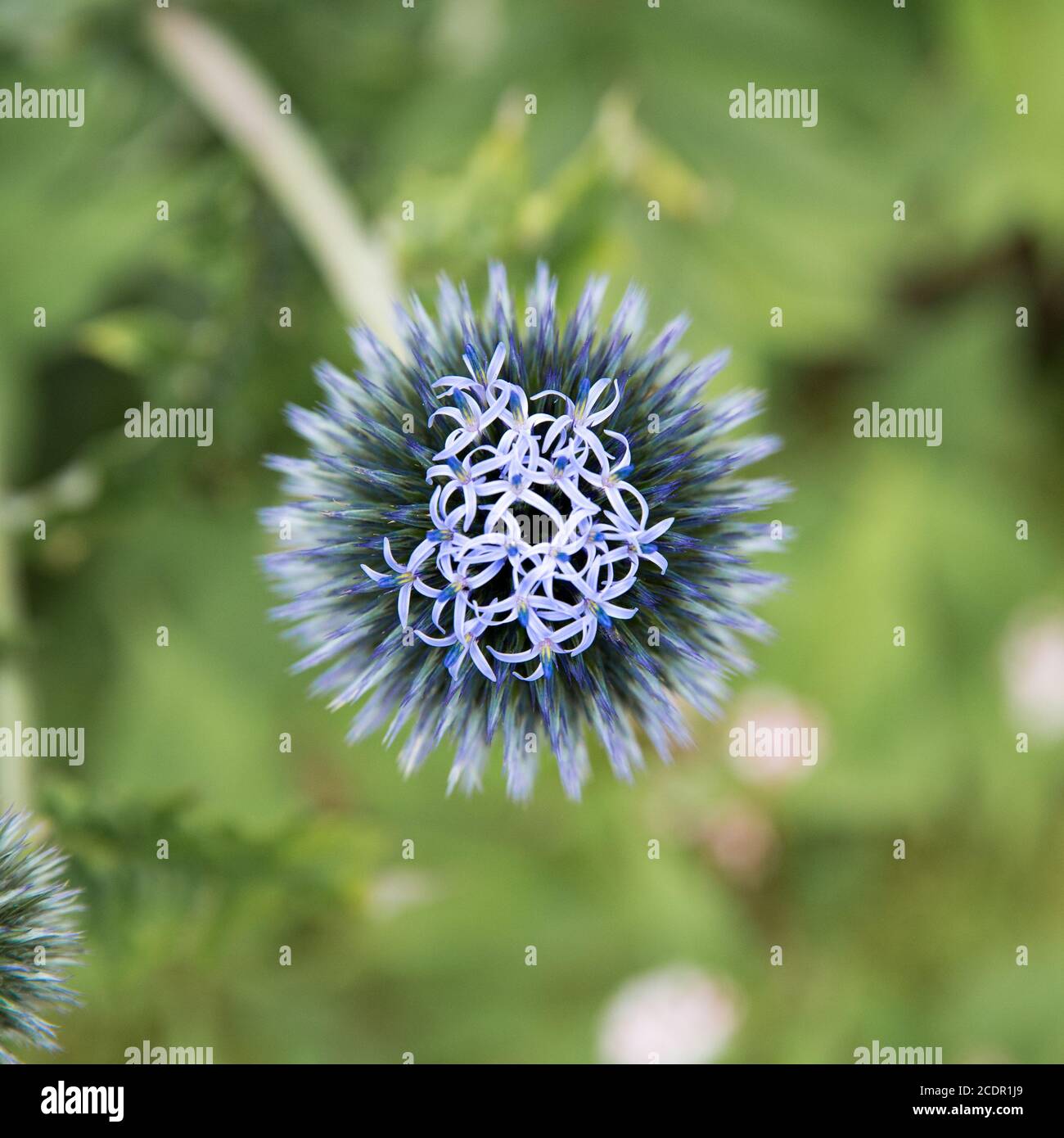 Primo piano macro delle teste rotonde di fiori viola piante di allium Foto Stock