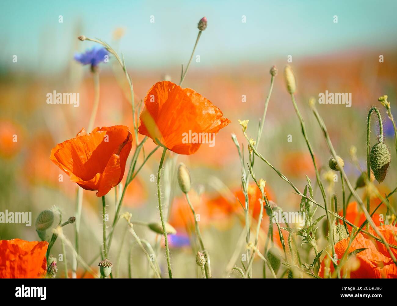 Papaveri rossi e arancioni, fiori di mais blu brillante all'aperto su un campo, immagine di sfondo naturale estate tinta Foto Stock