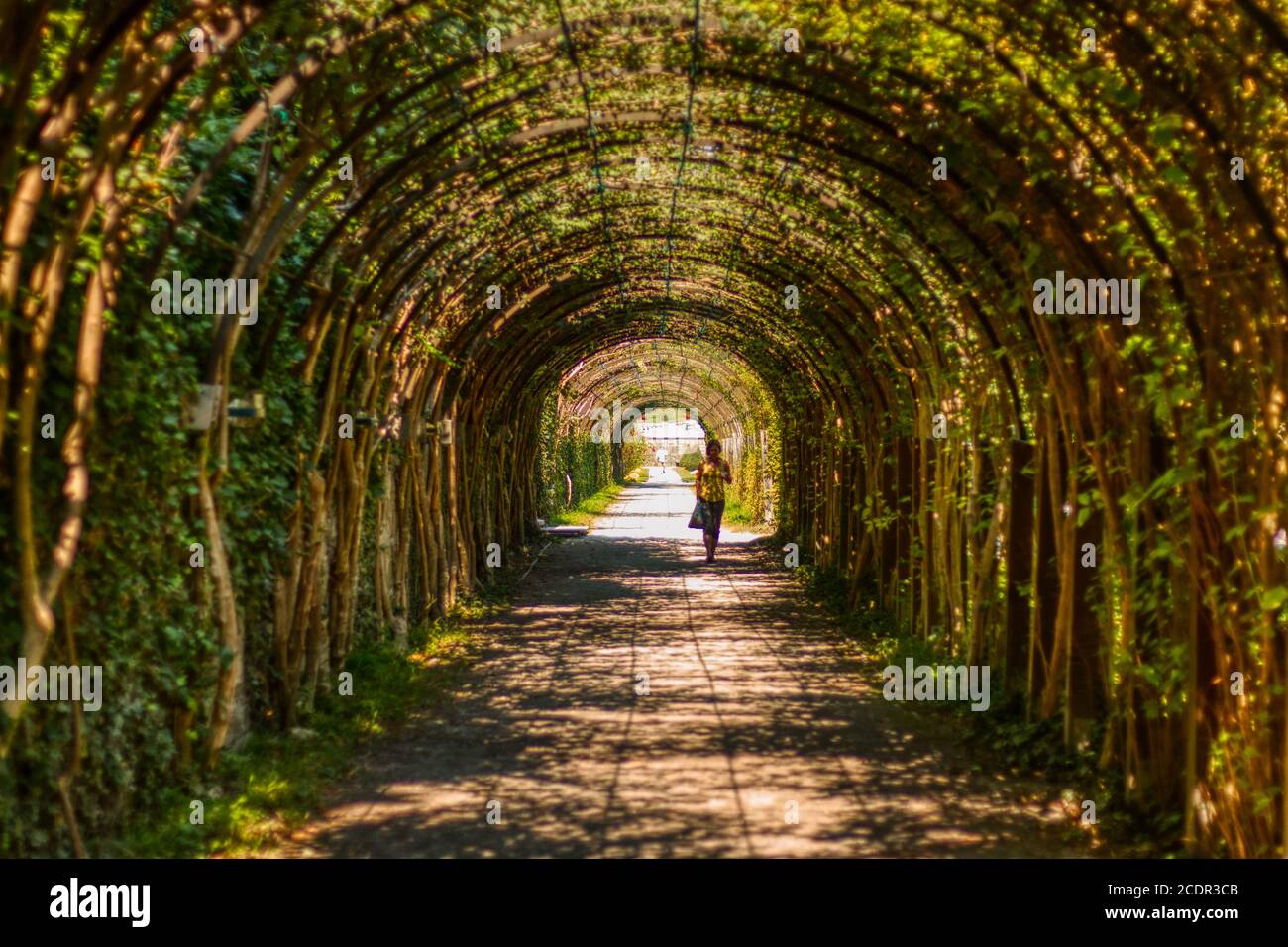 Salisburgo, Austria - 15 settembre 2020 - tunnel verde al Palazzo Mirabell a Salisburgo Foto Stock